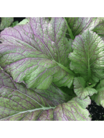 Quail Seeds Mustard - Dragon Tongue