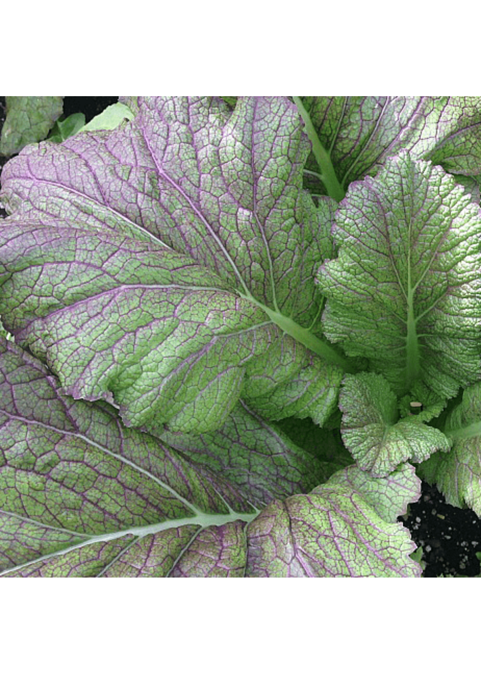 Quail Seeds Mustard - Dragon Tongue