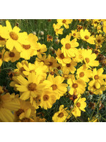 Quail Seeds Navajo Tea