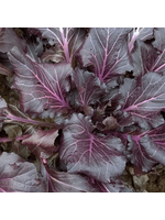 Quail Seeds Vibrant Joy Purple Bok Choy