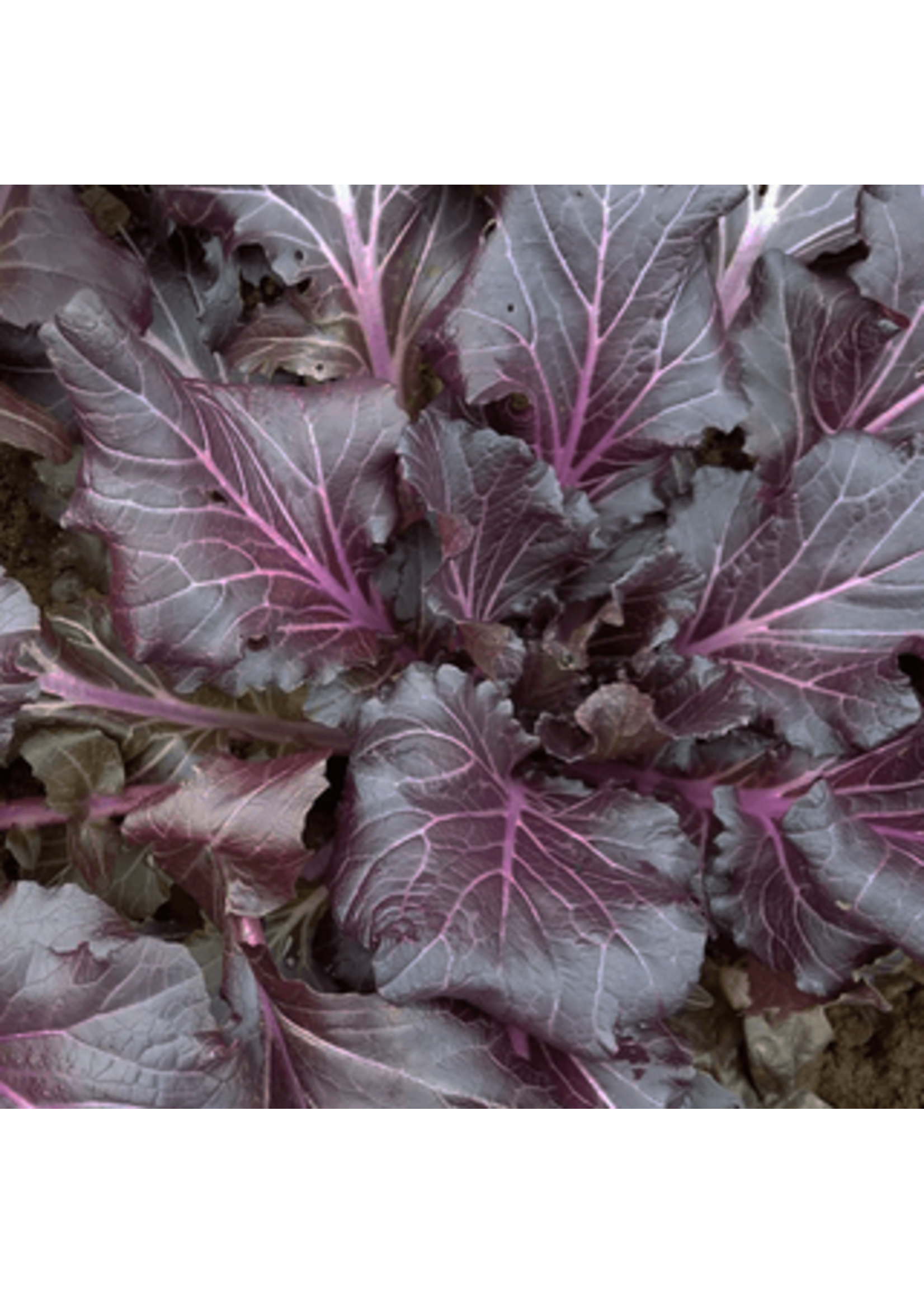 Quail Seeds Bok Choy - Vibrant Joy Purple