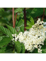 Quail Seeds Meadowsweet