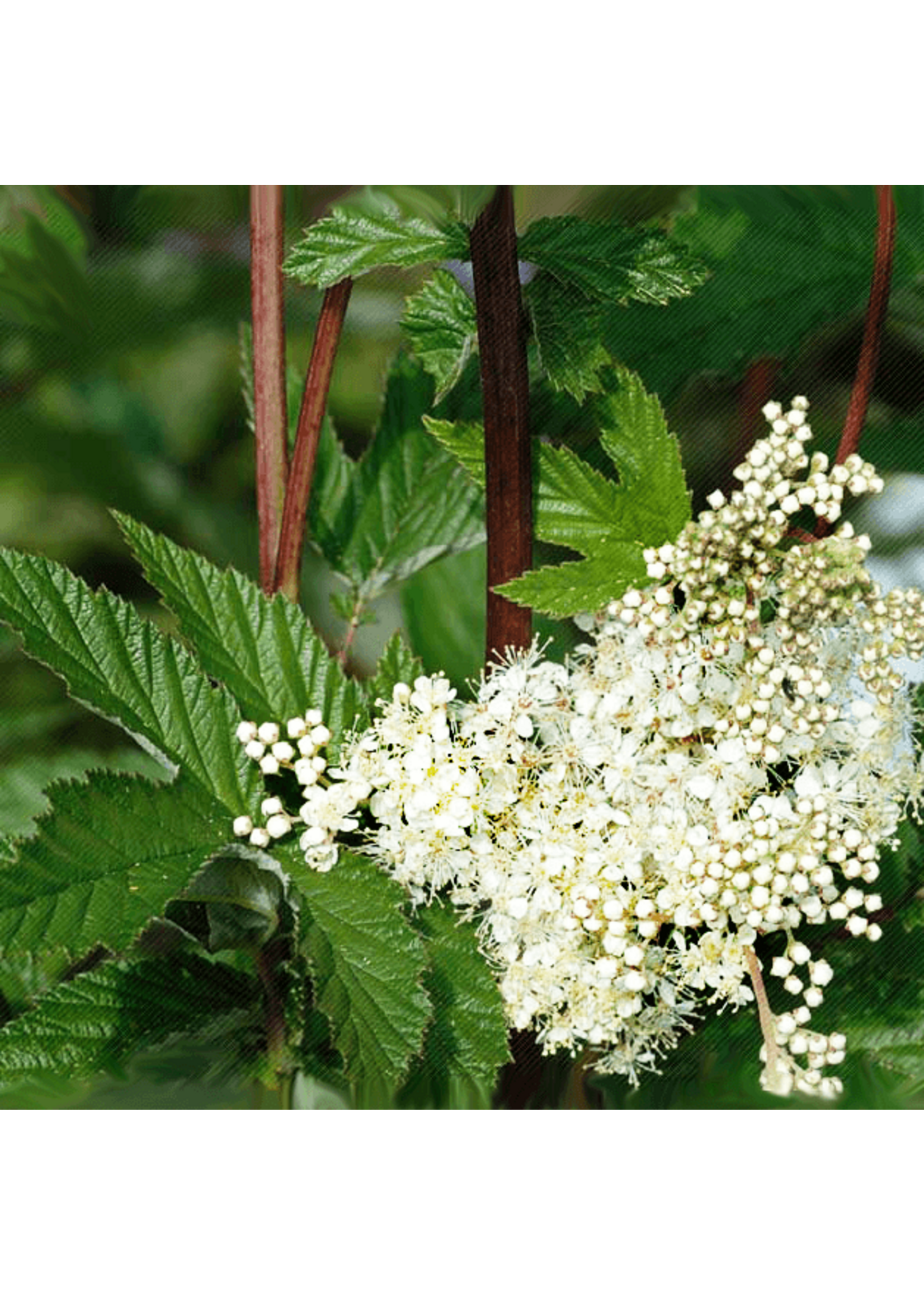 Quail Seeds Meadowsweet