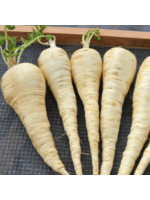 Quail Seeds Bedford Monarch Parsnip