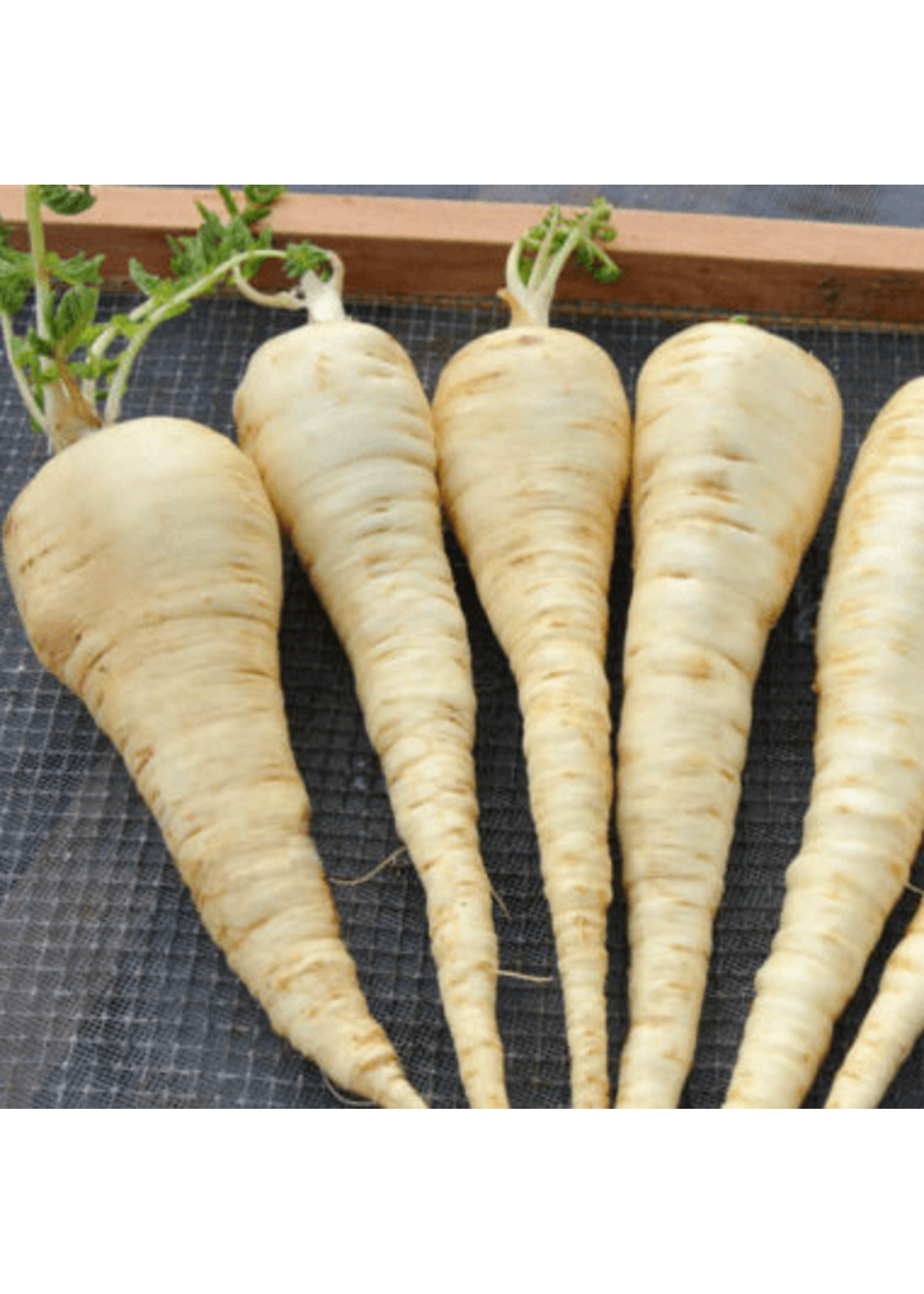 Quail Seeds Bedford Monarch Parsnip
