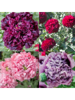 Quail Seeds Peony Poppy Party Mix