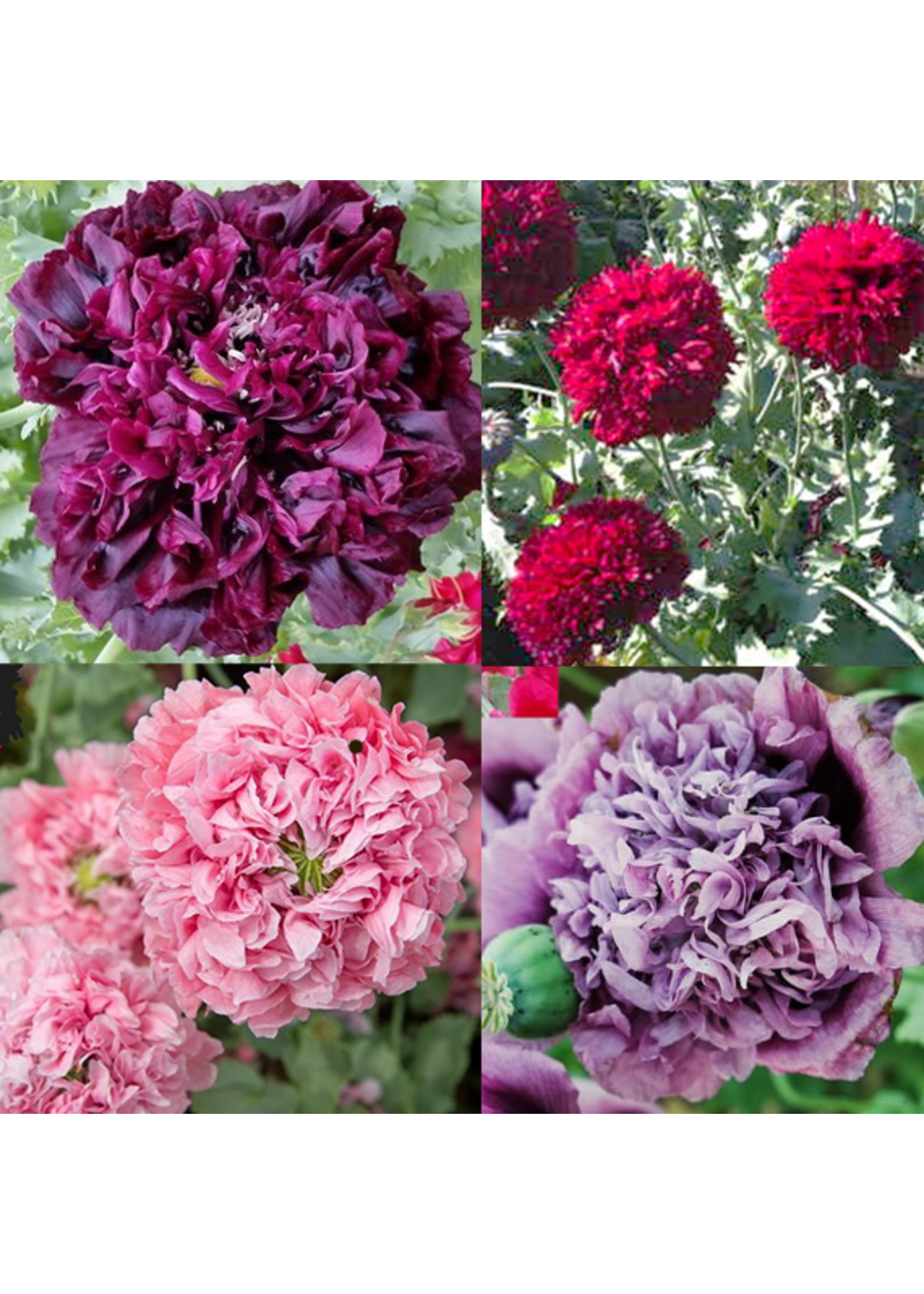 Quail Seeds Peony Poppy Party Mix