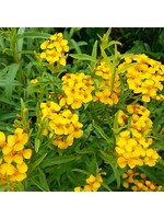 Quail Seeds Pericon - Mexican Terragon