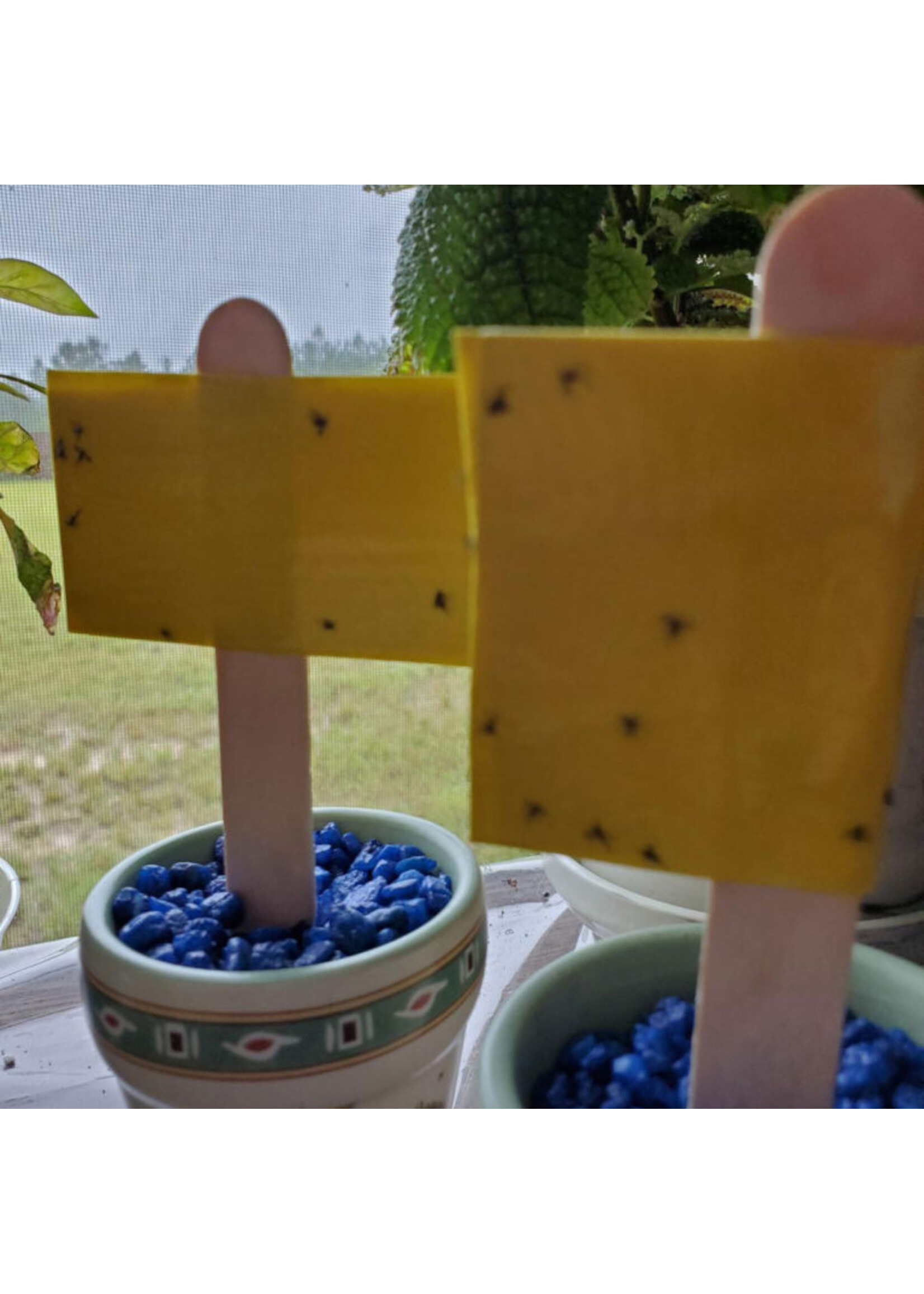 Tanglefoot Tanglefoot Tangle-Trap Sticky Coating 8oz with Brush