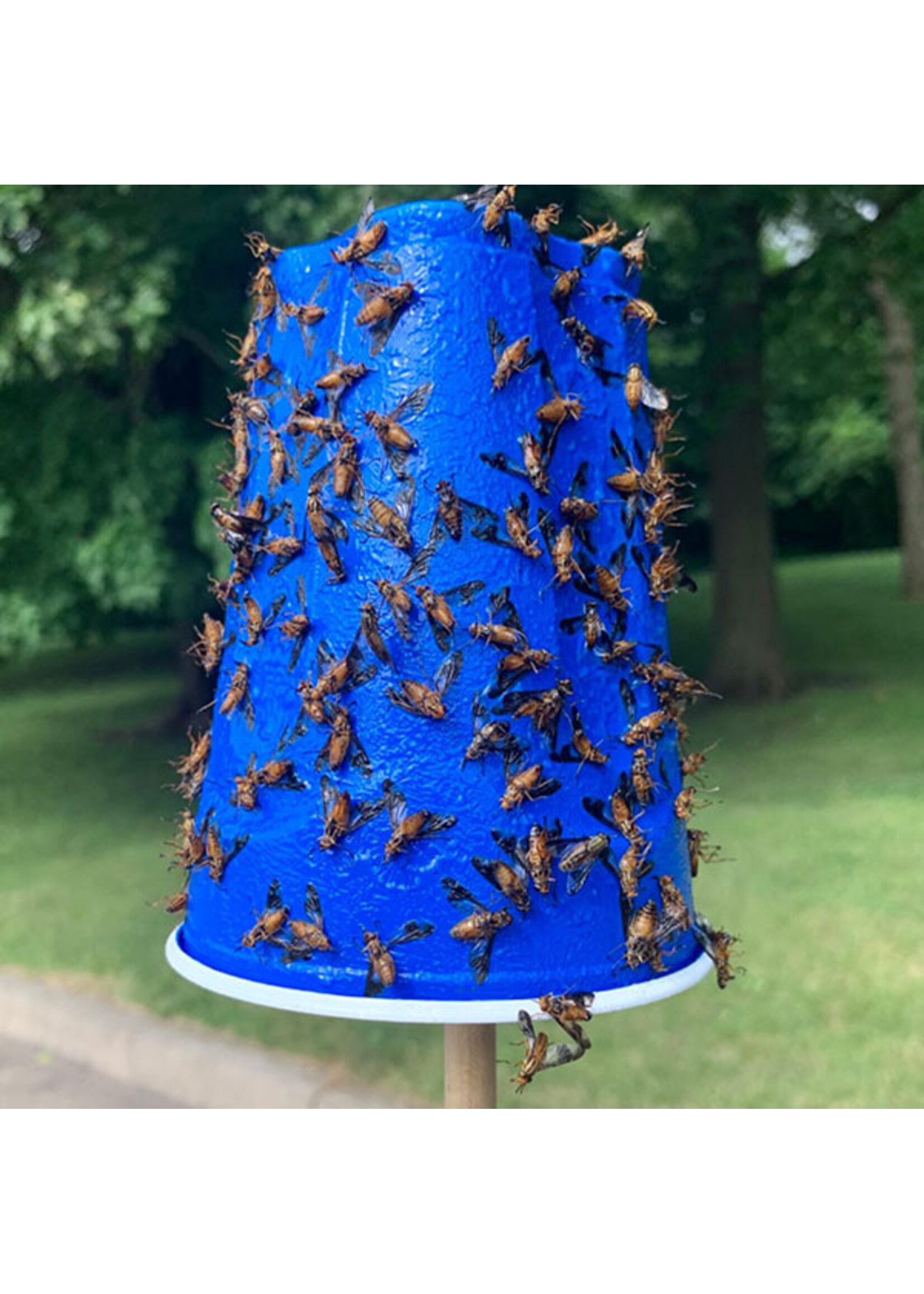 Tanglefoot Tanglefoot Tangle-Trap Sticky Coating 8oz with Brush