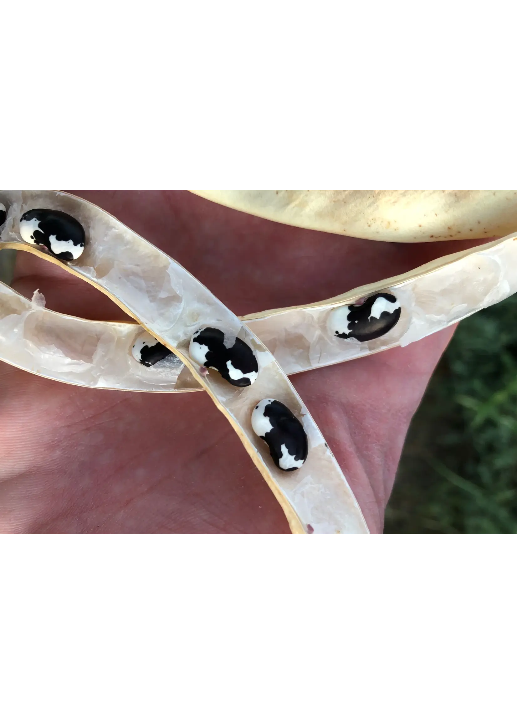 Plant Good Seed Company New Mexican Appaloosa Bean