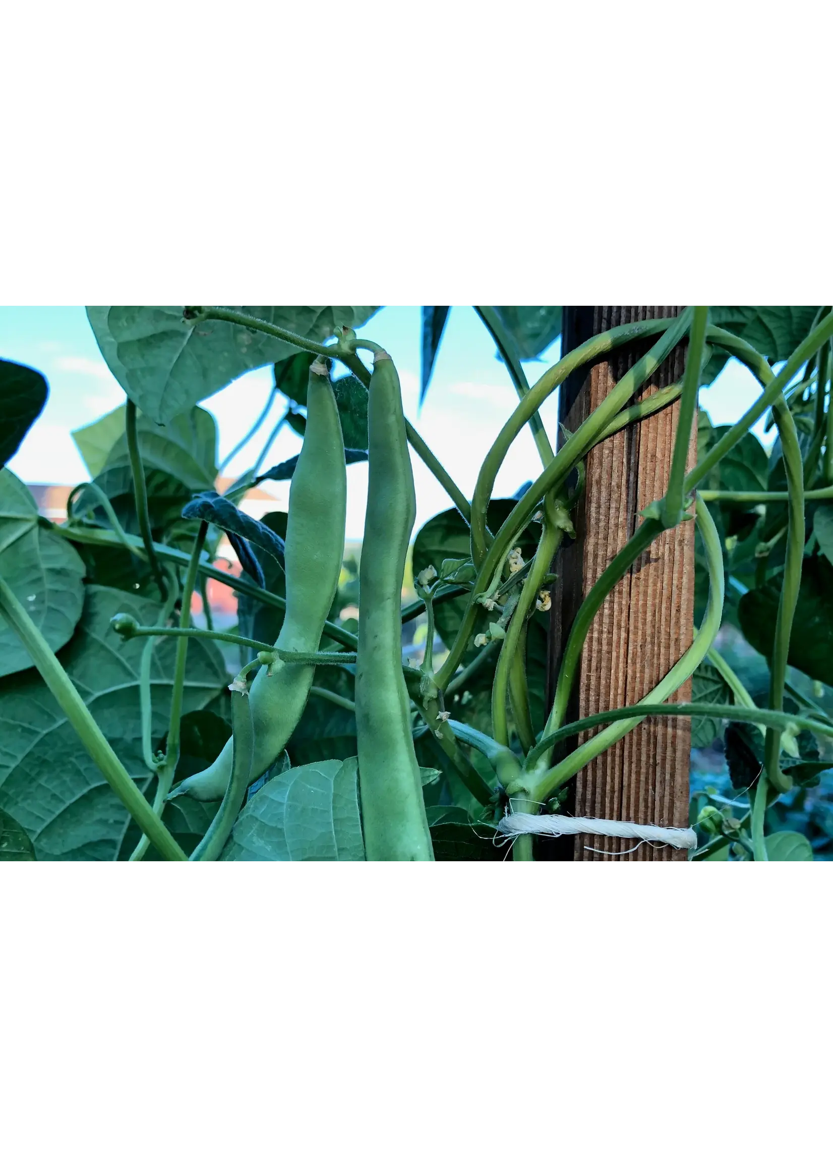 Plant Good Seed Company Bean New Mexican Appaloosa Organic