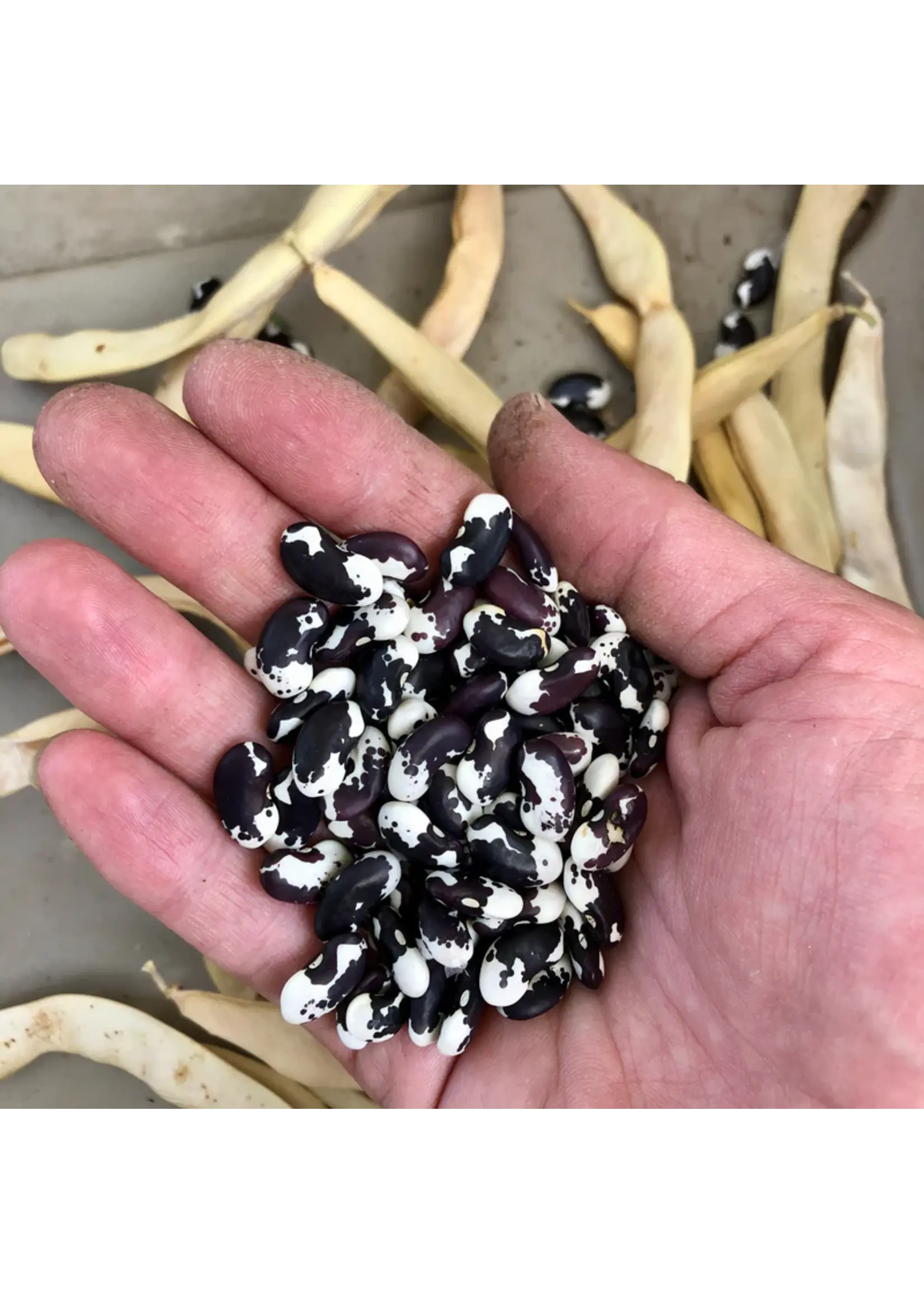 Plant Good Seed Company Bean New Mexican Appaloosa Organic