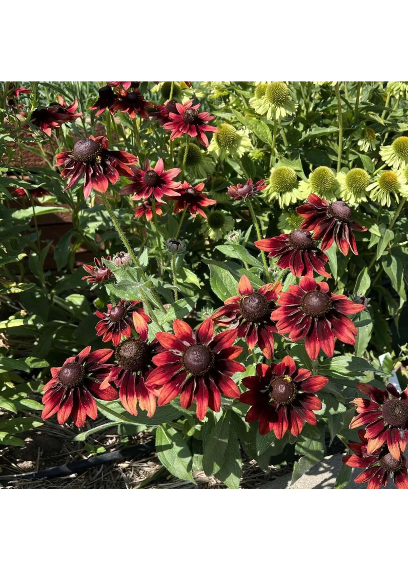 Botanical Interests Black-Eyed Susan Cherry Brandy