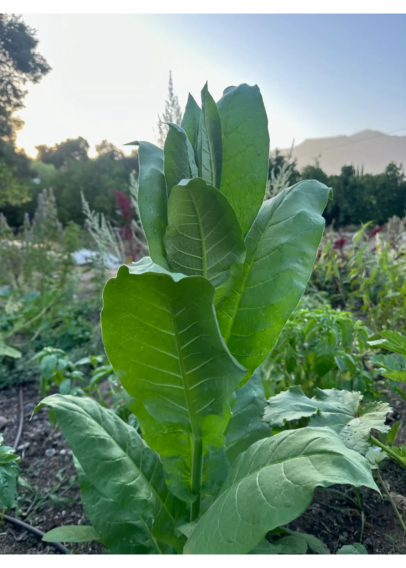 Plant Good Seed Company Tobacco Shirazi Organic