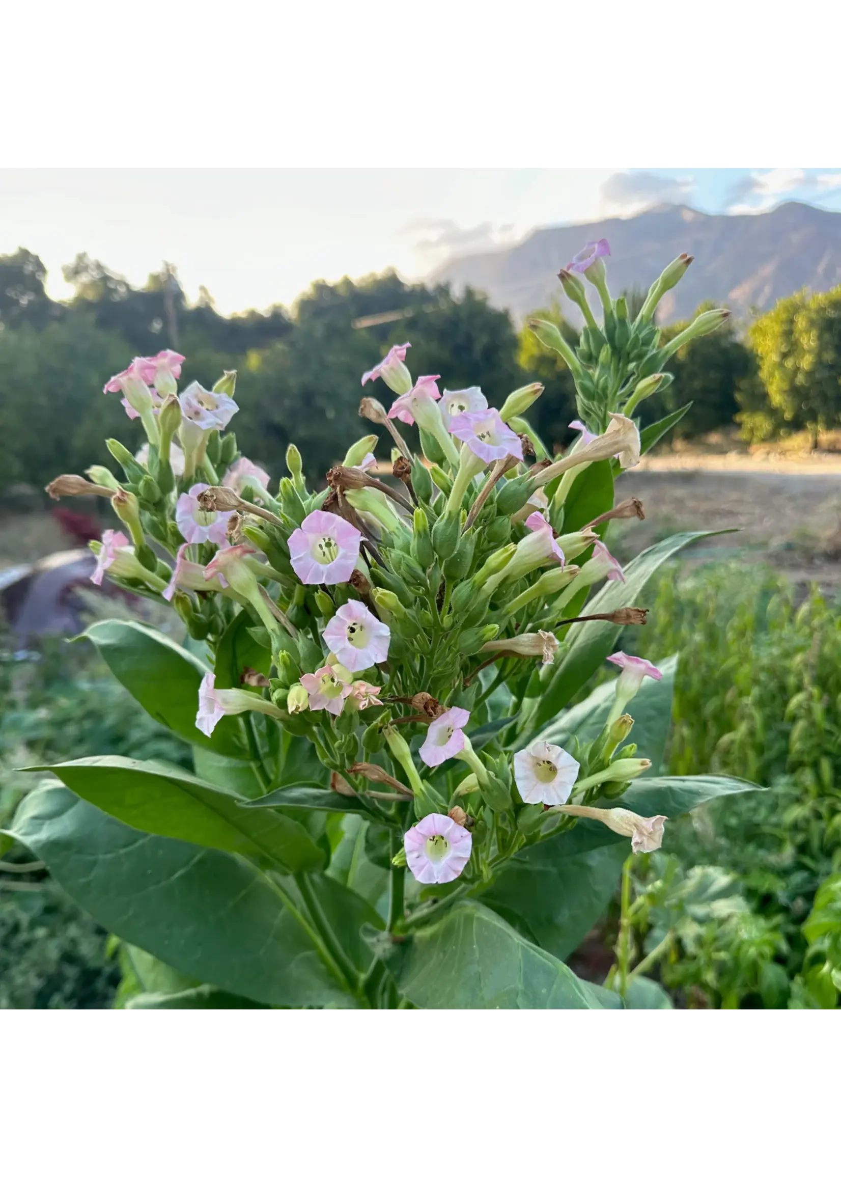 Plant Good Seed Company Tobacco Shirazi Organic