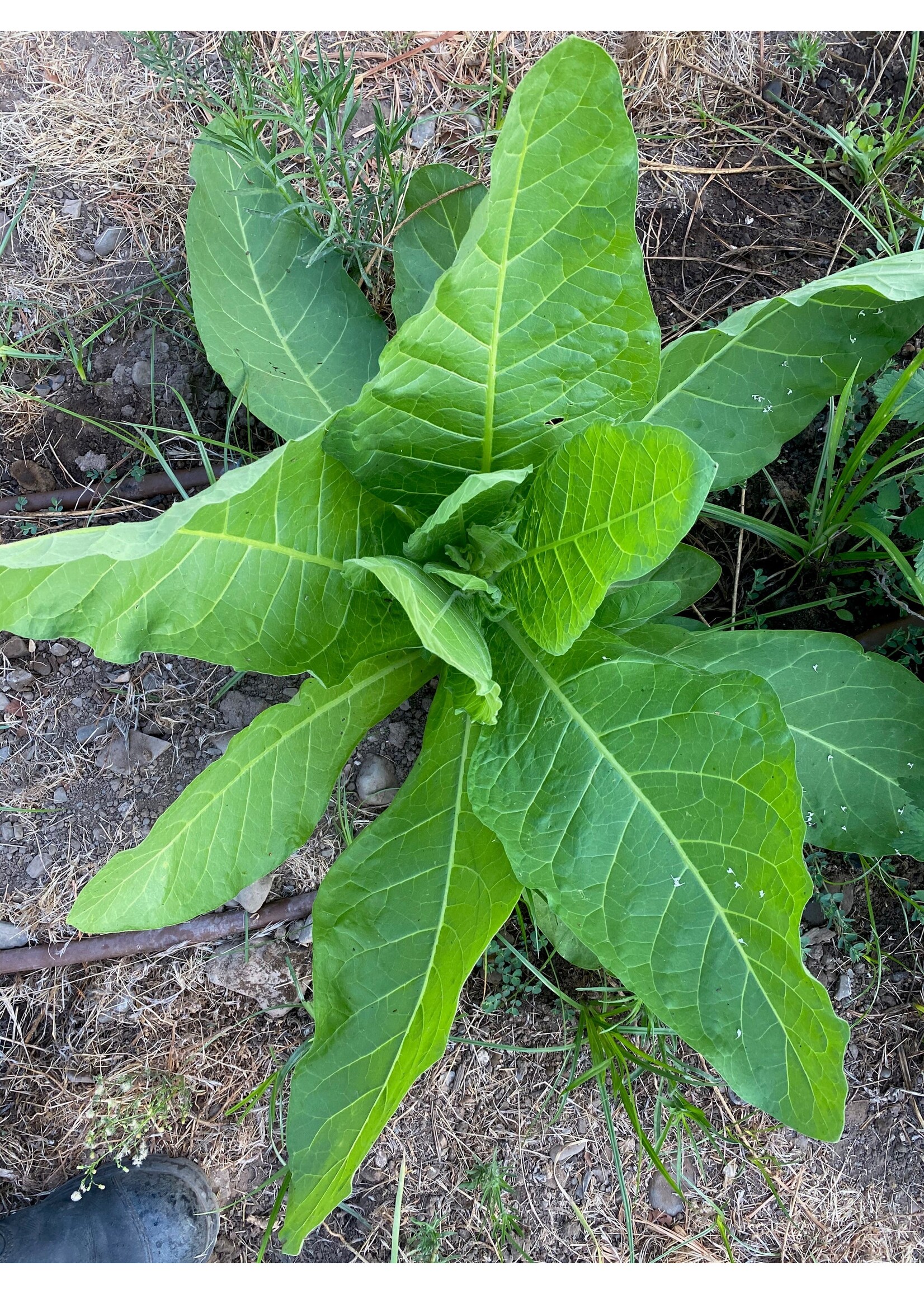 Plant Good Seed Company Tobacco Sylvestris Organic