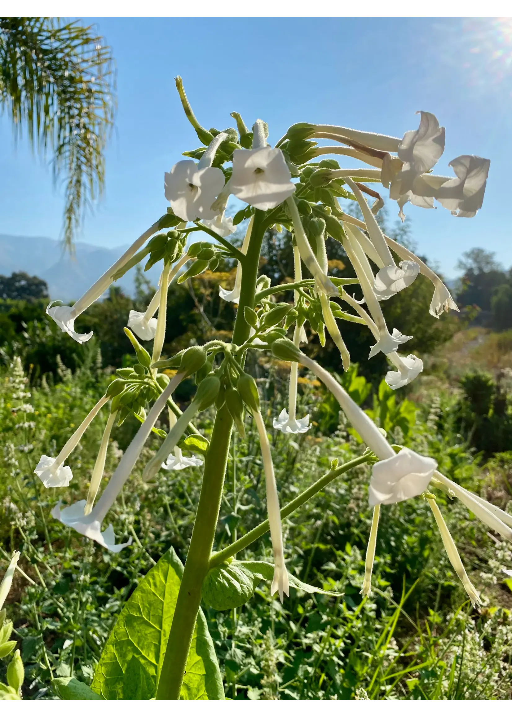 Plant Good Seed Company Tobacco Sylvestris Organic