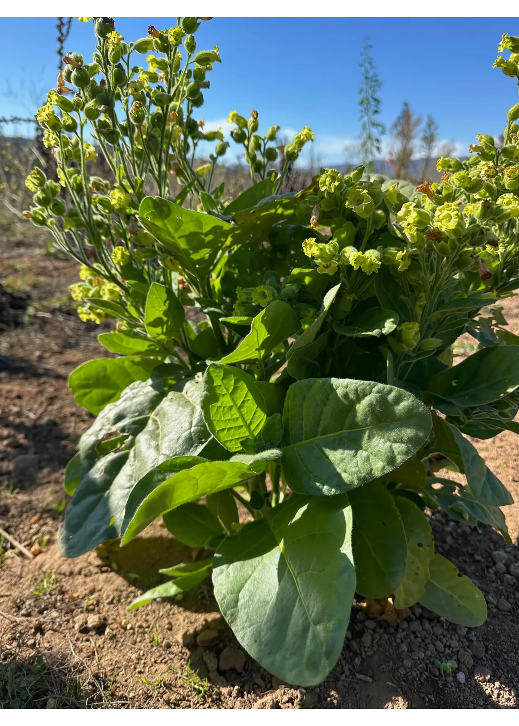 Plant Good Seed Company Tobacco Seed Rustica Organic