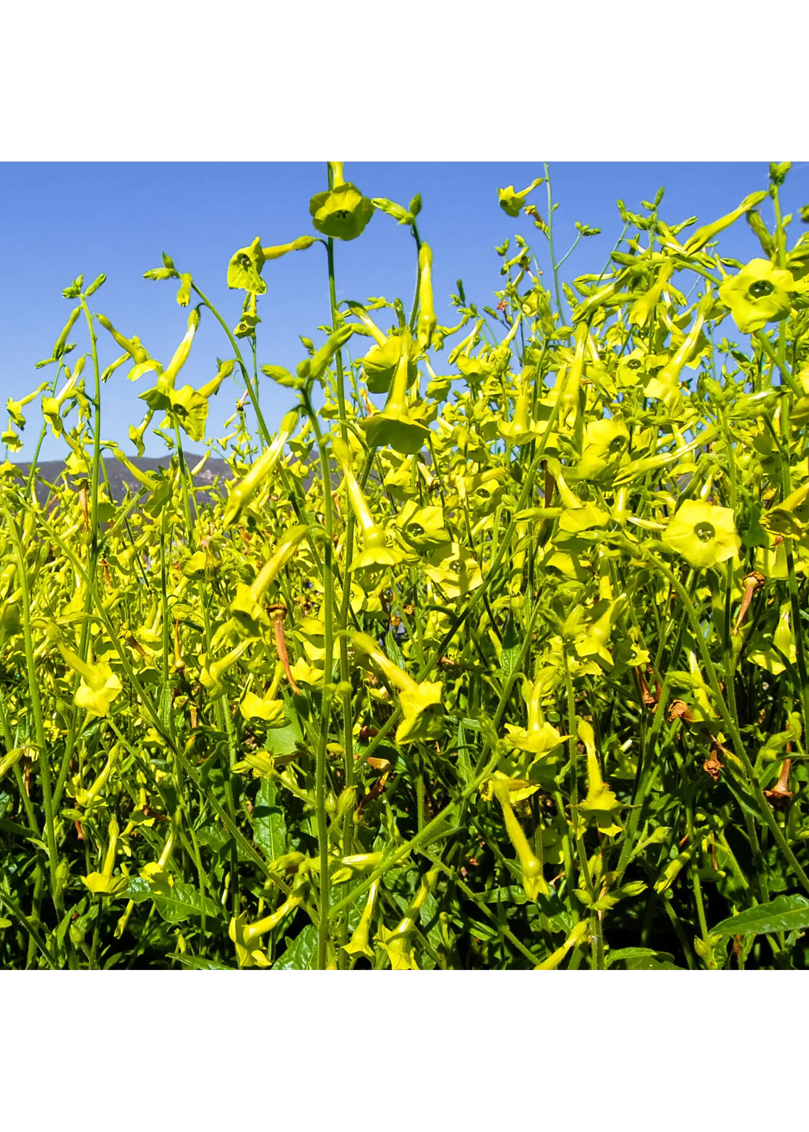 Plant Good Seed Company Tobacco Seed Huichol Organic