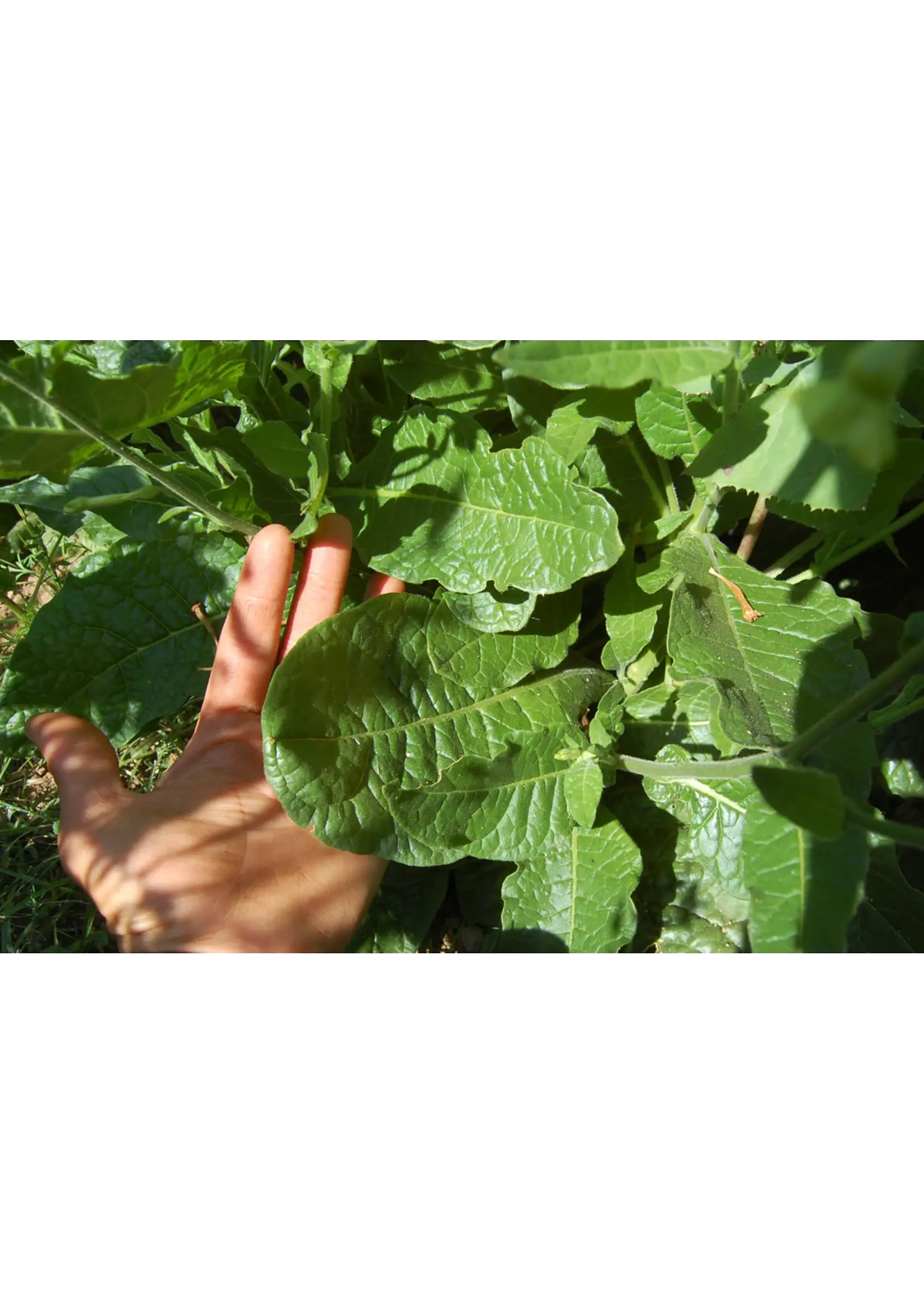 Plant Good Seed Company Tobacco Seed Huichol Organic