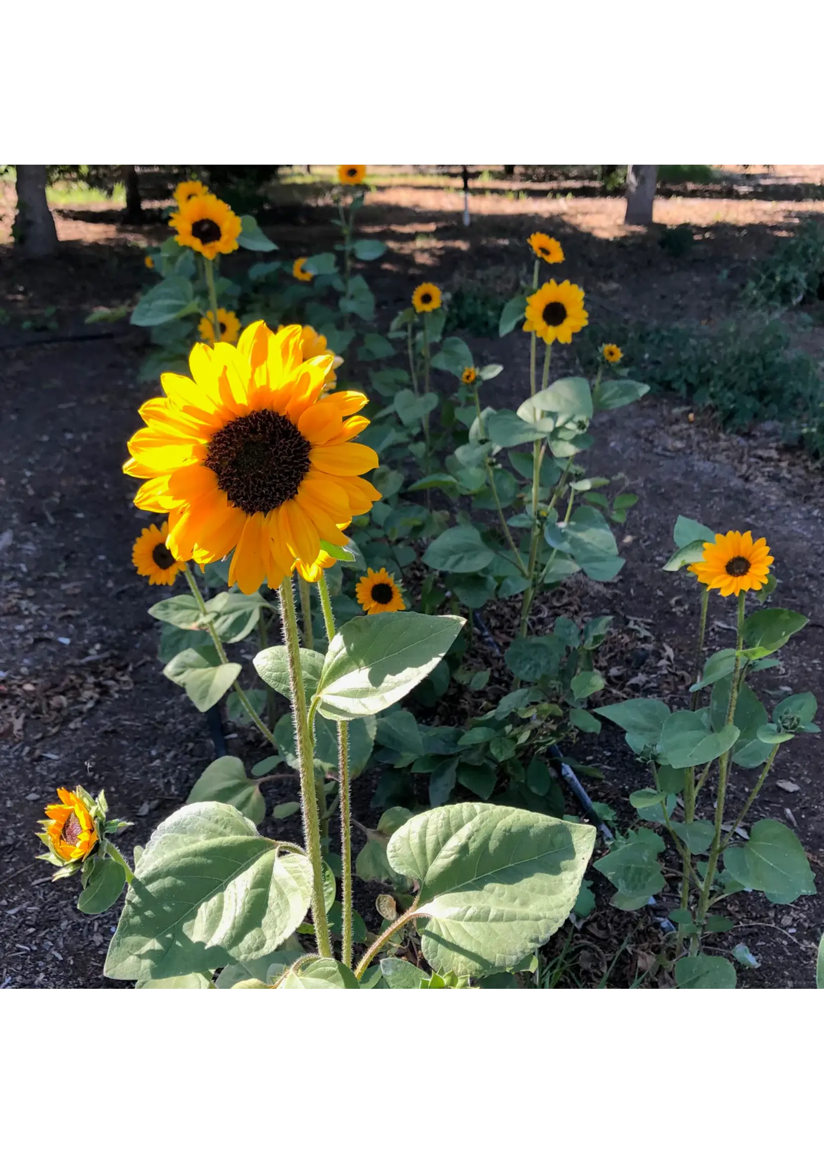Plant Good Seed Company Sunflower Soraya Organic