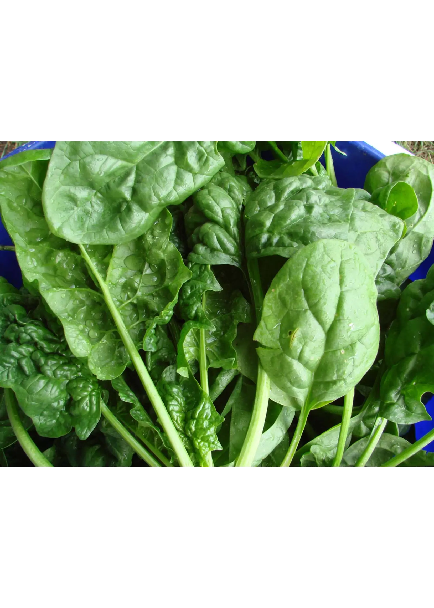 Plant Good Seed Company Spinach Bloomsdale Londstanding Organic