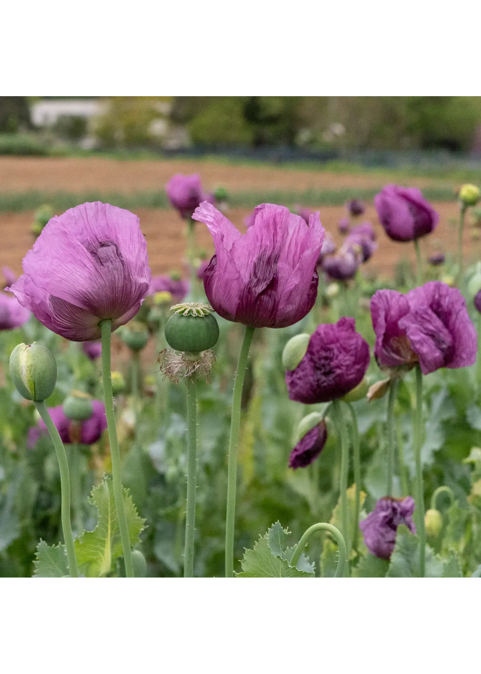 Plant Good Seed Company Poppy Hungarian Breadseed Organic