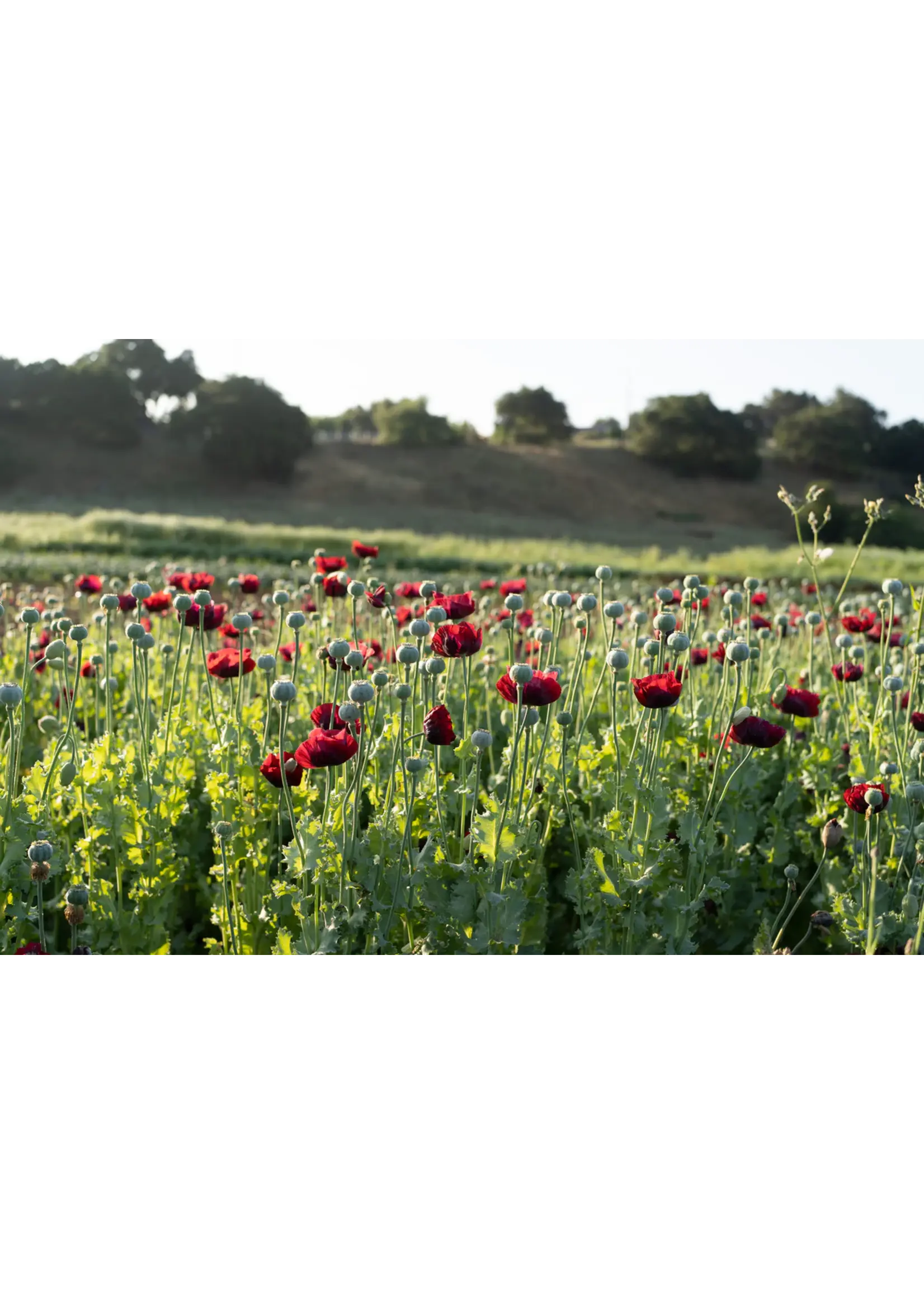 Plant Good Seed Company Poppy Cherry Glow Organic