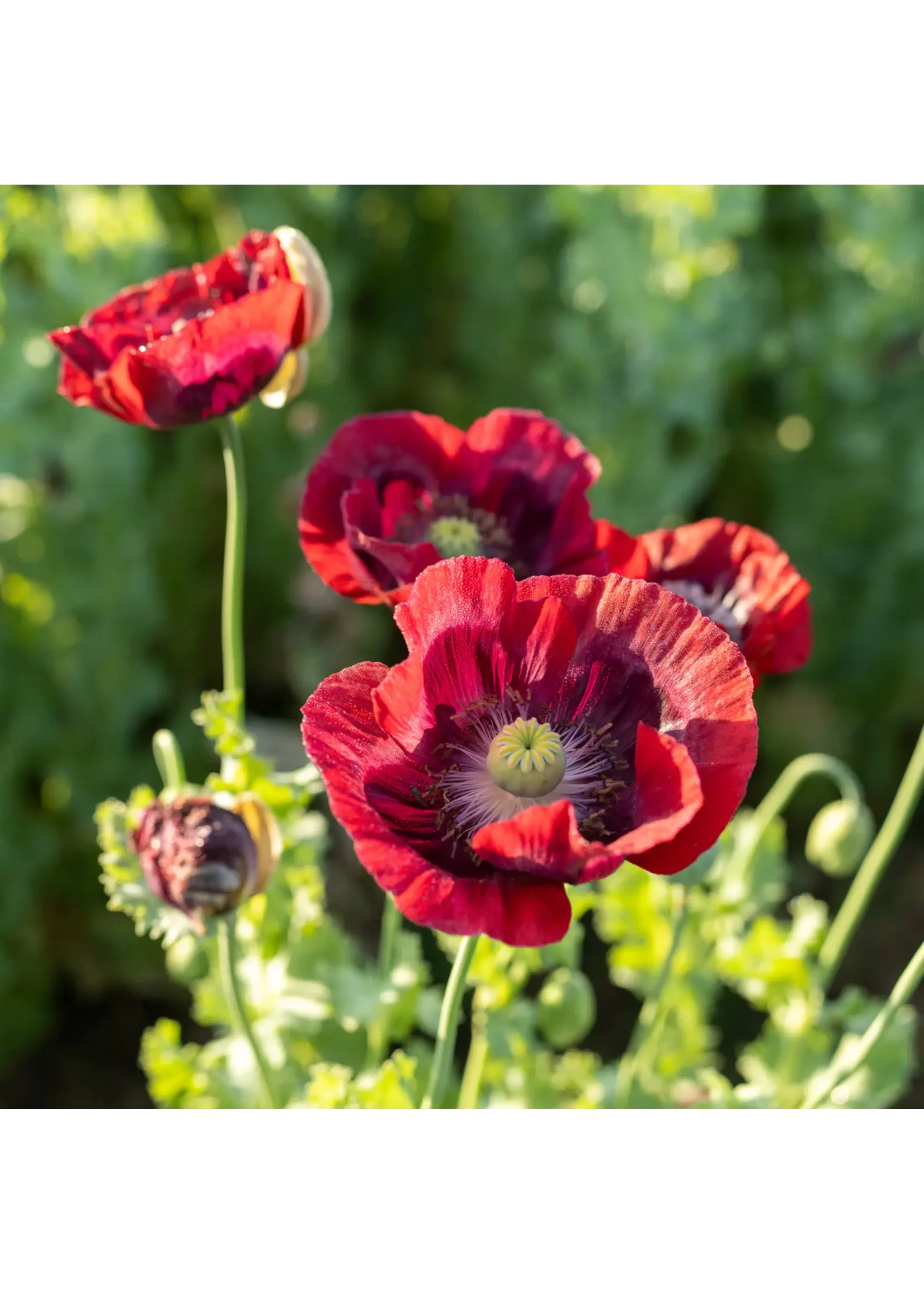 Plant Good Seed Company Poppy Cherry Glow Organic