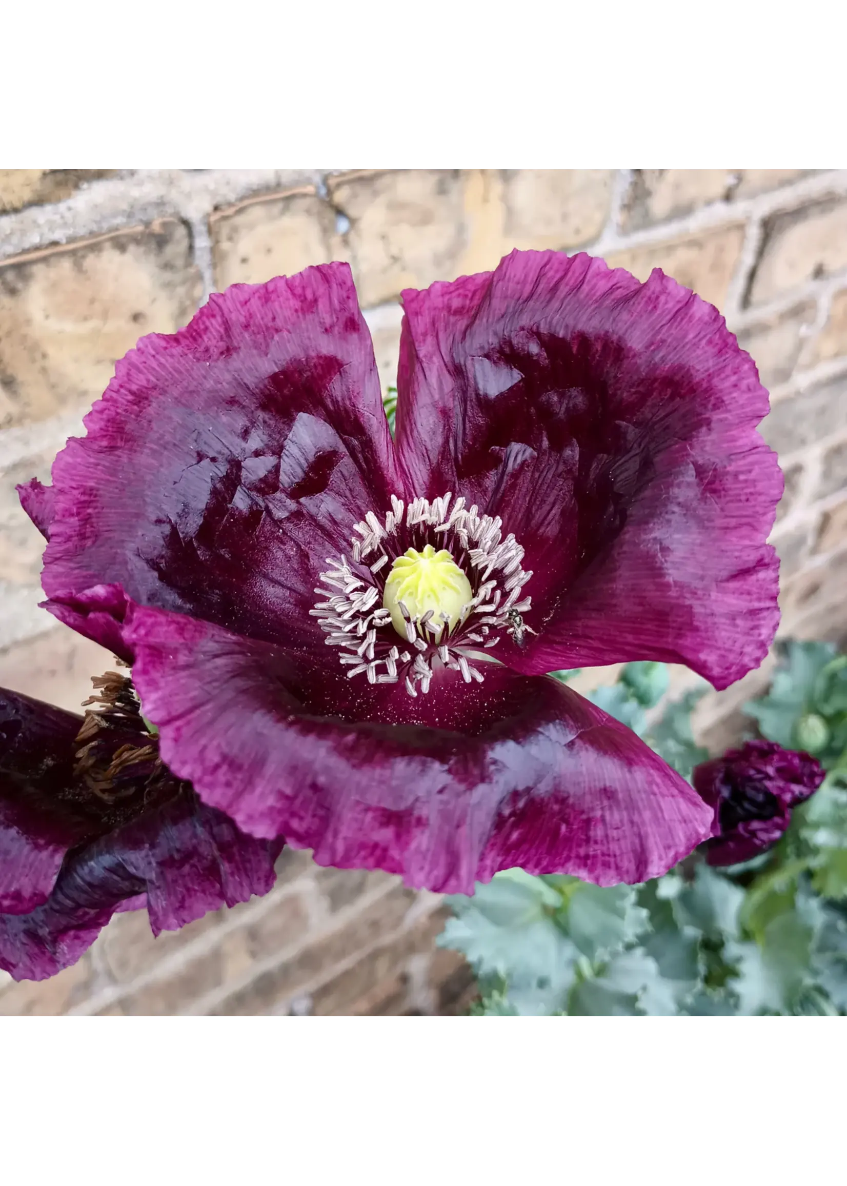 Plant Good Seed Company Poppy After Midnight Organic