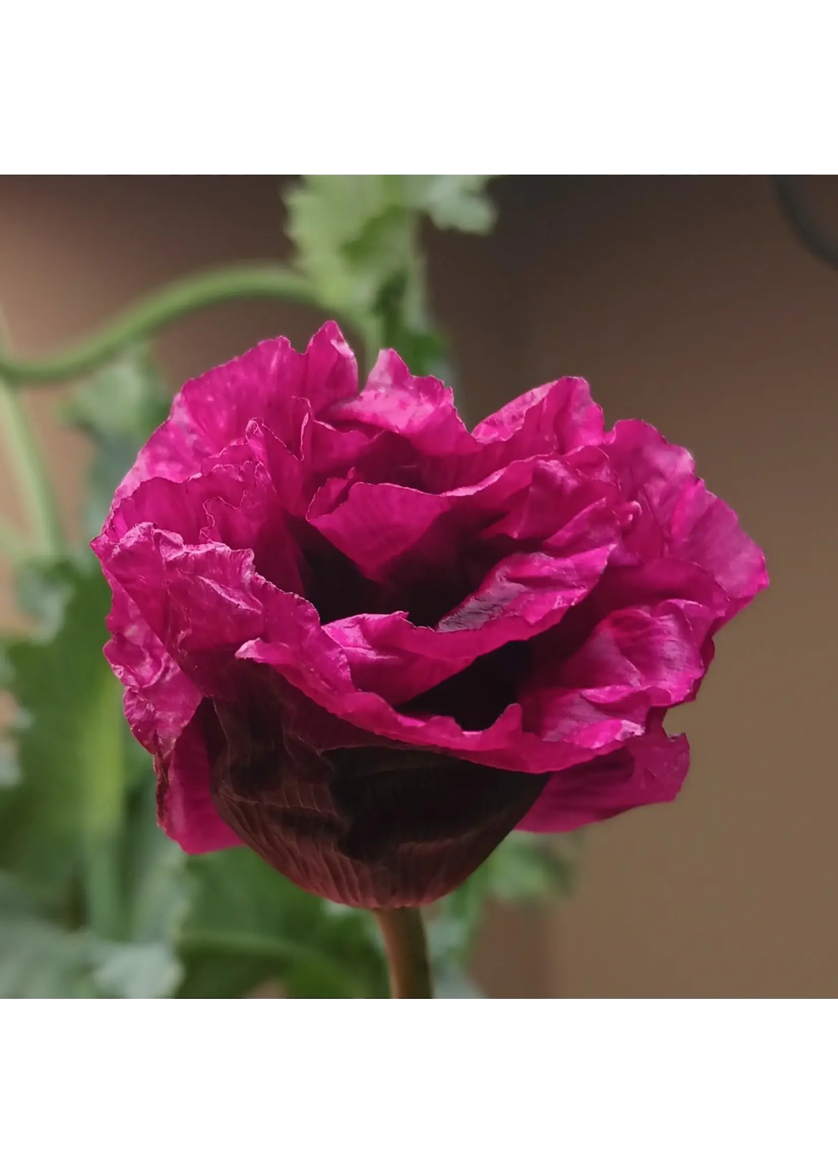 Plant Good Seed Company Poppy After Midnight Organic