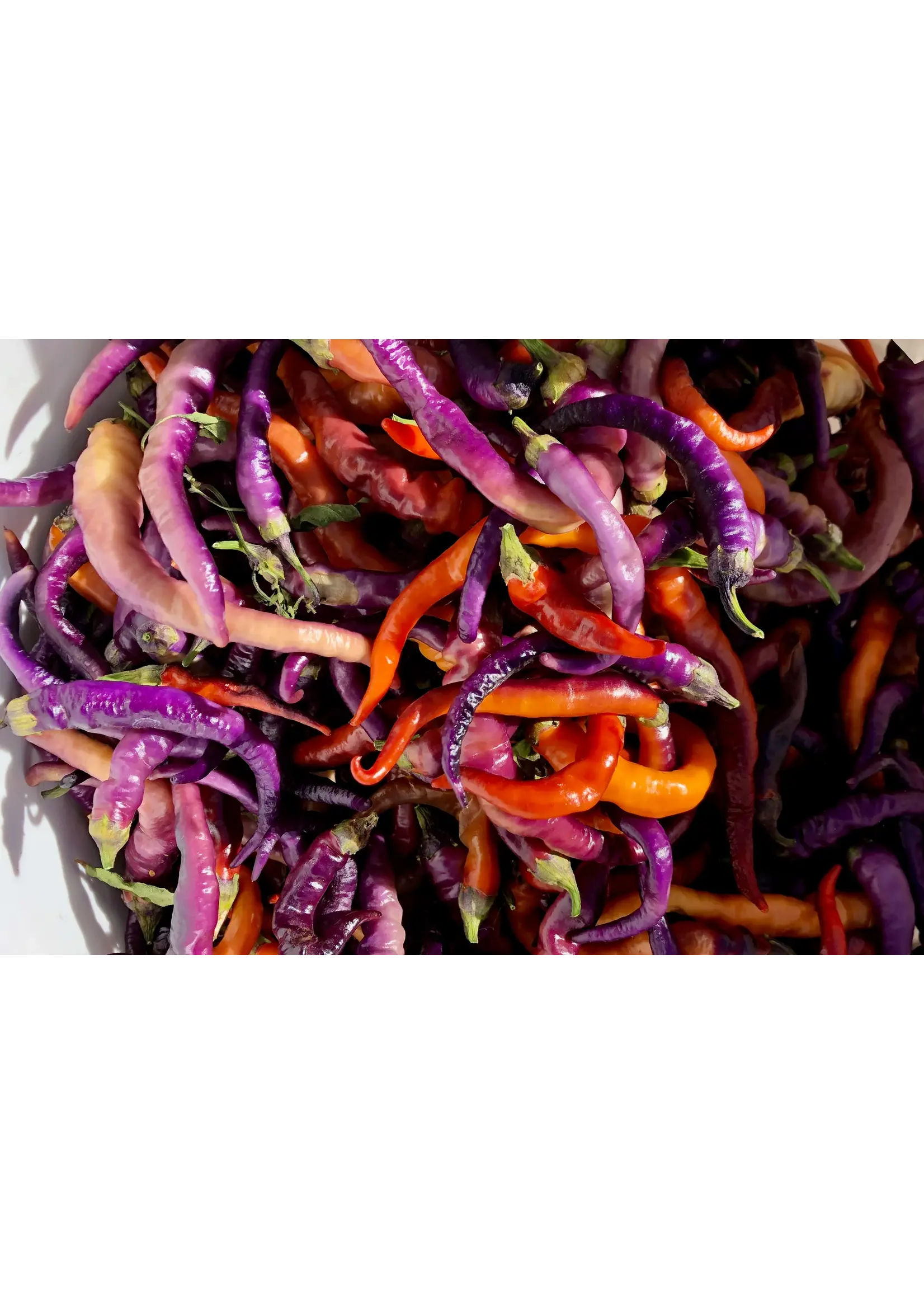 Plant Good Seed Company Pepper Buena Mulata Organic