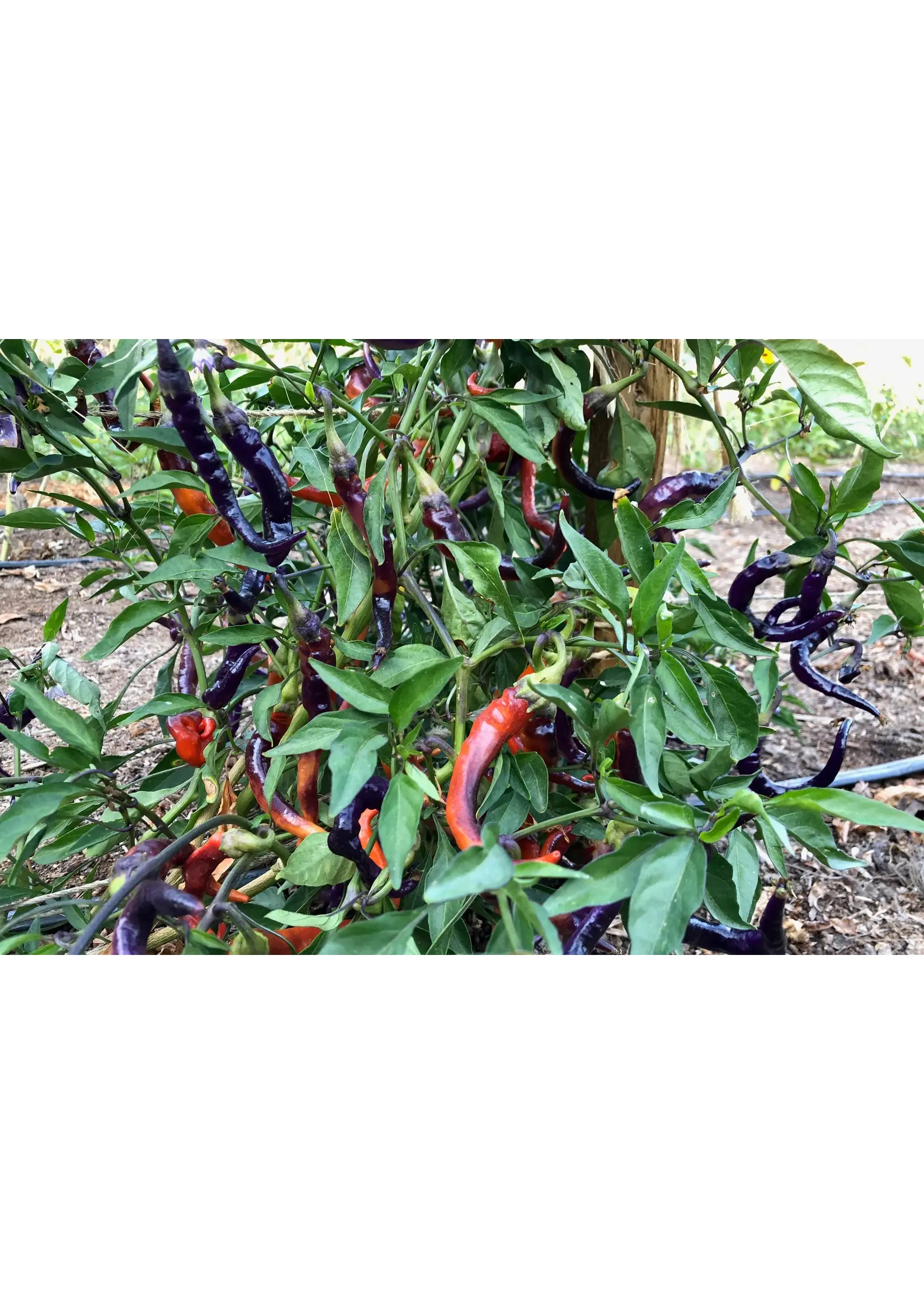 Plant Good Seed Company Pepper Buena Mulata Organic