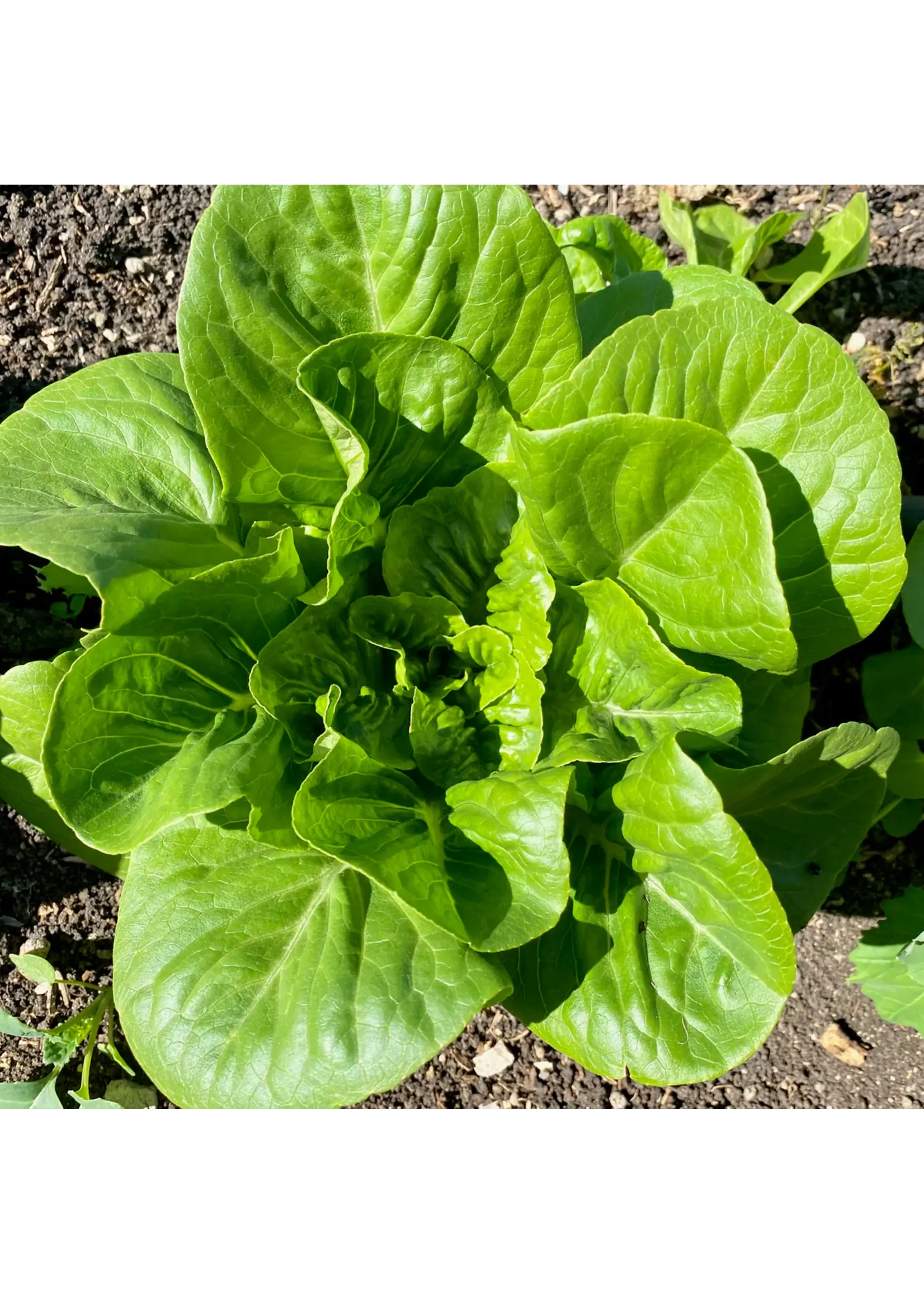 Plant Good Seed Company Lettuce Dark Green Romaine Organic