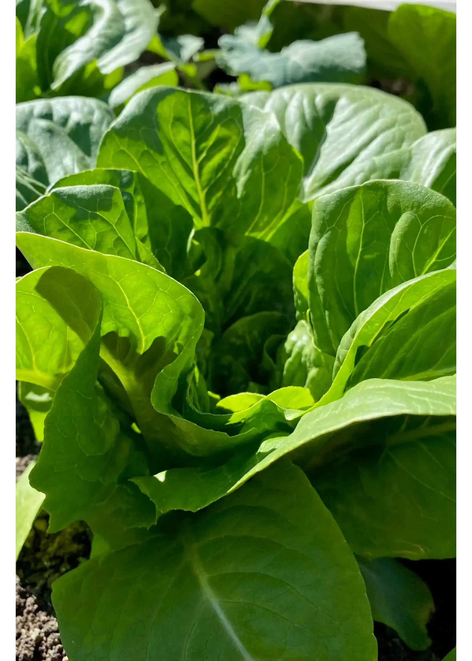 Plant Good Seed Company Lettuce Dark Green Romaine Organic
