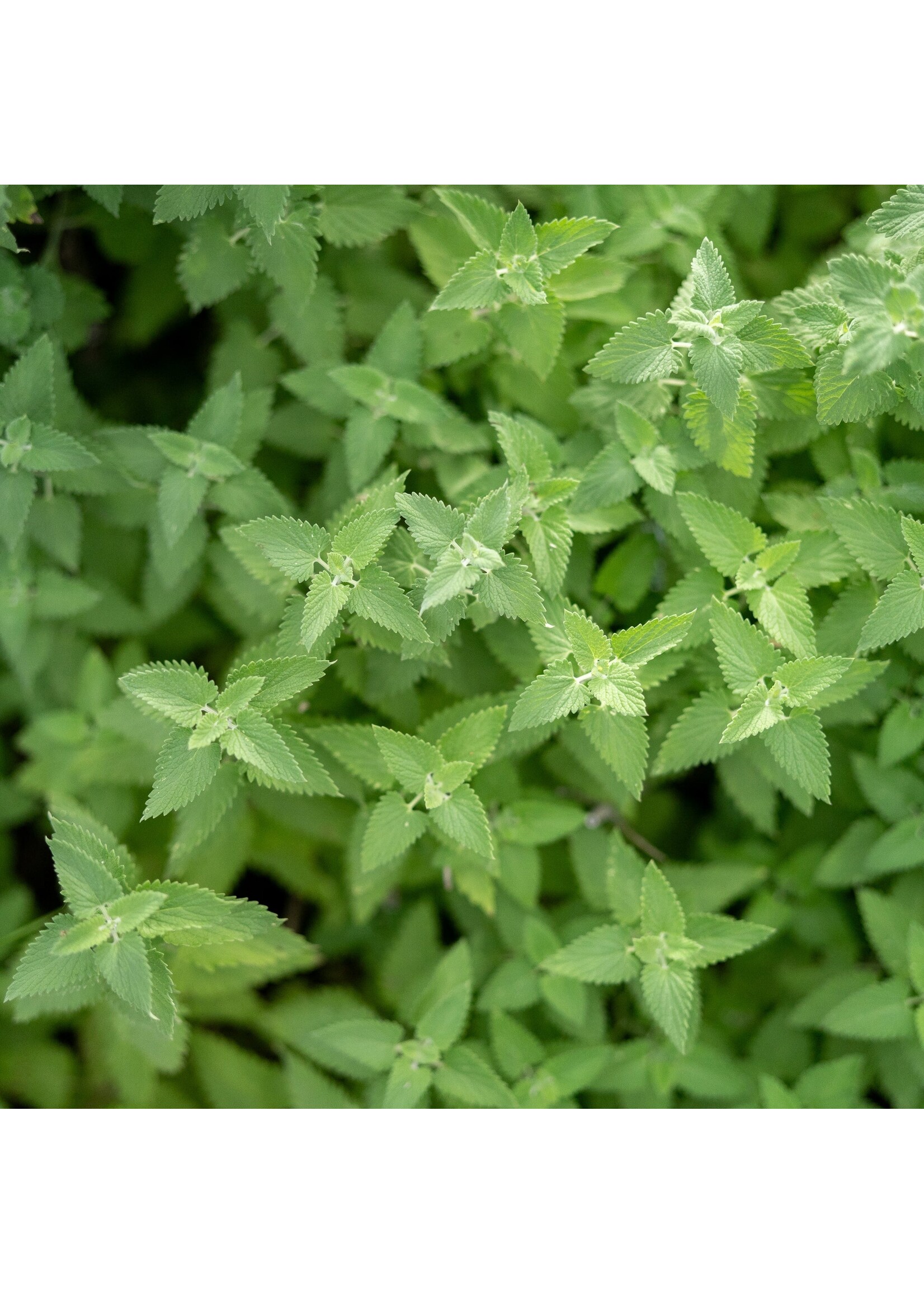 Plant Good Seed Company Catnip Organic