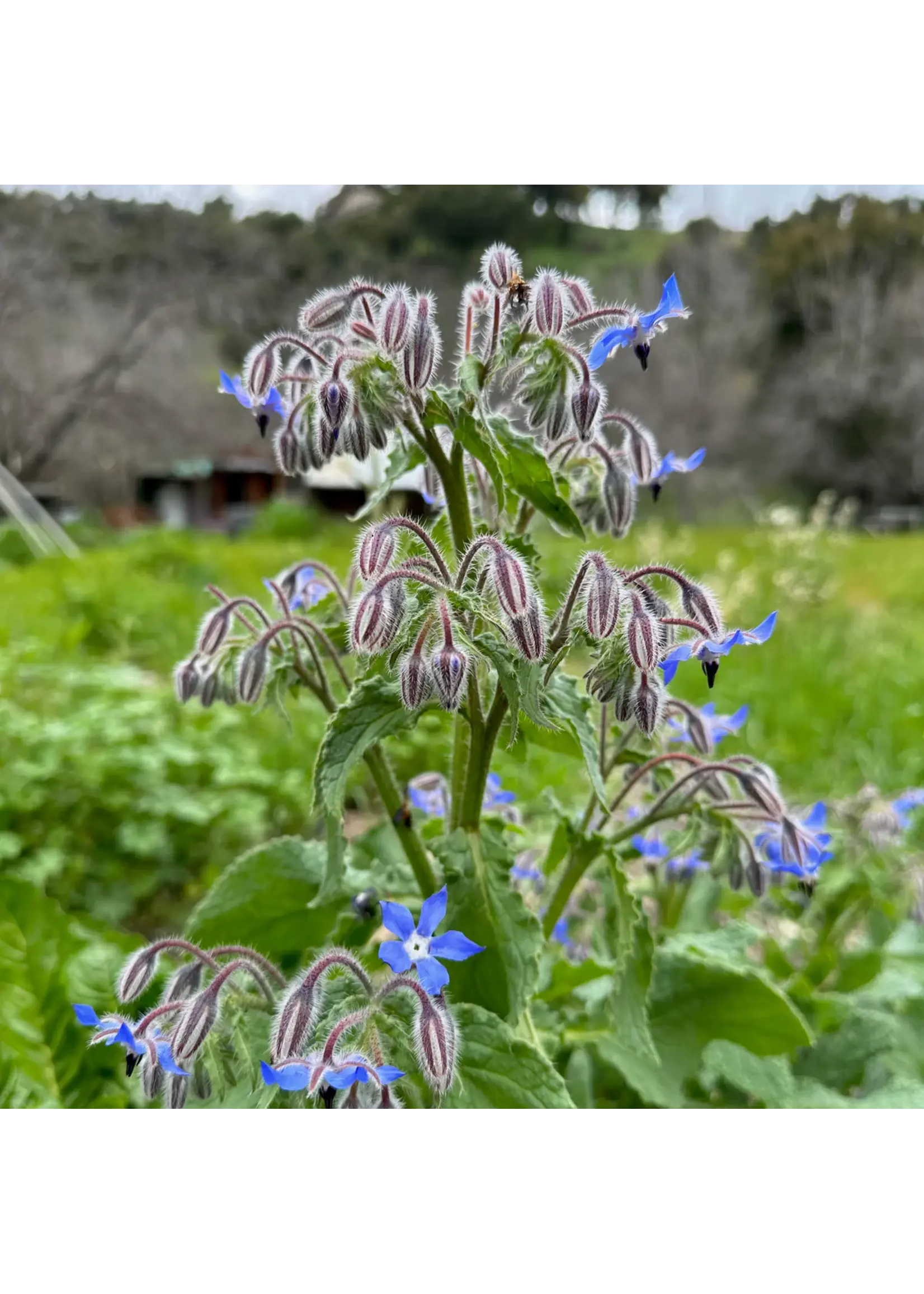 Plant Good Seed Company Borage Organic