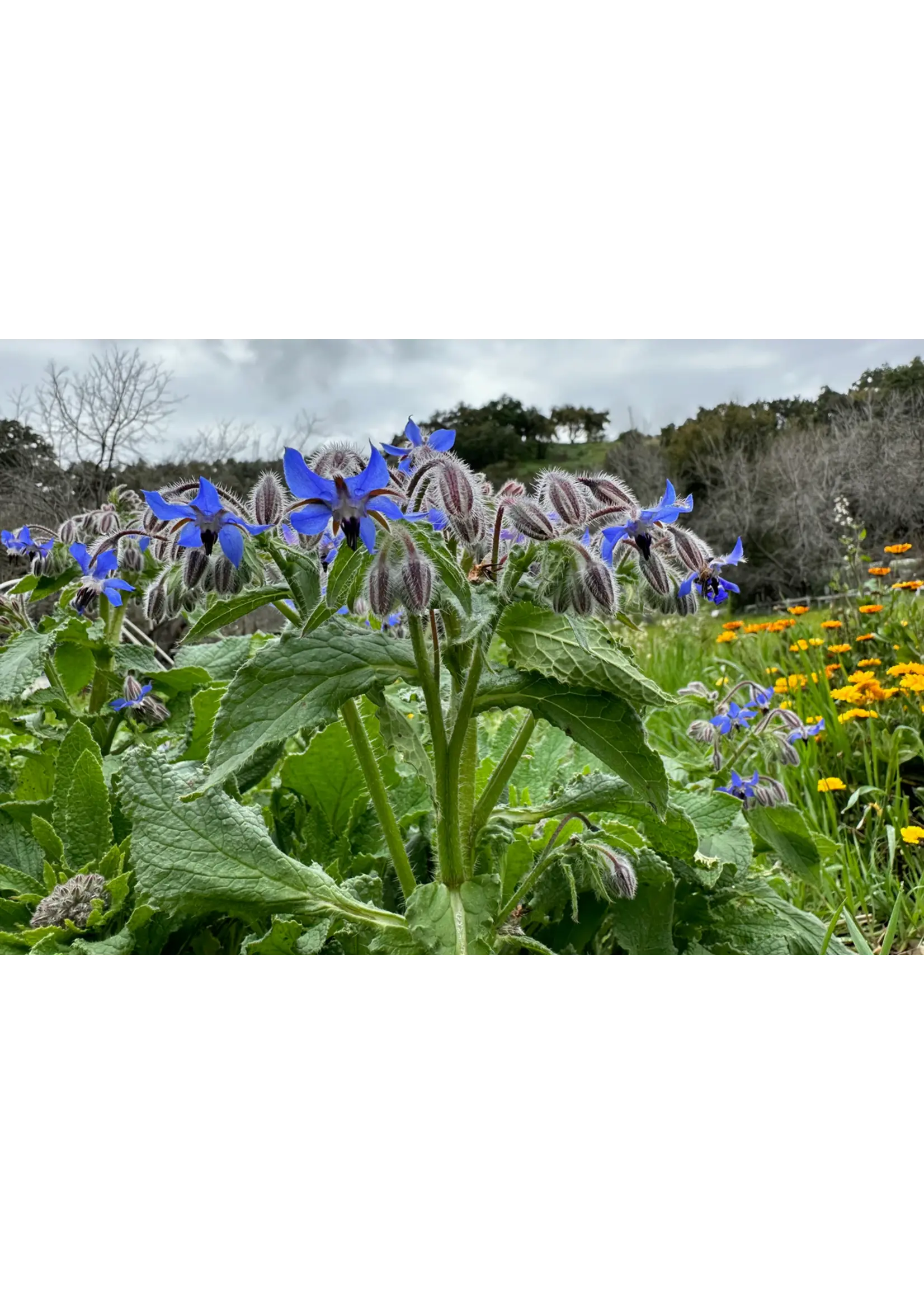 Plant Good Seed Company Borage Organic