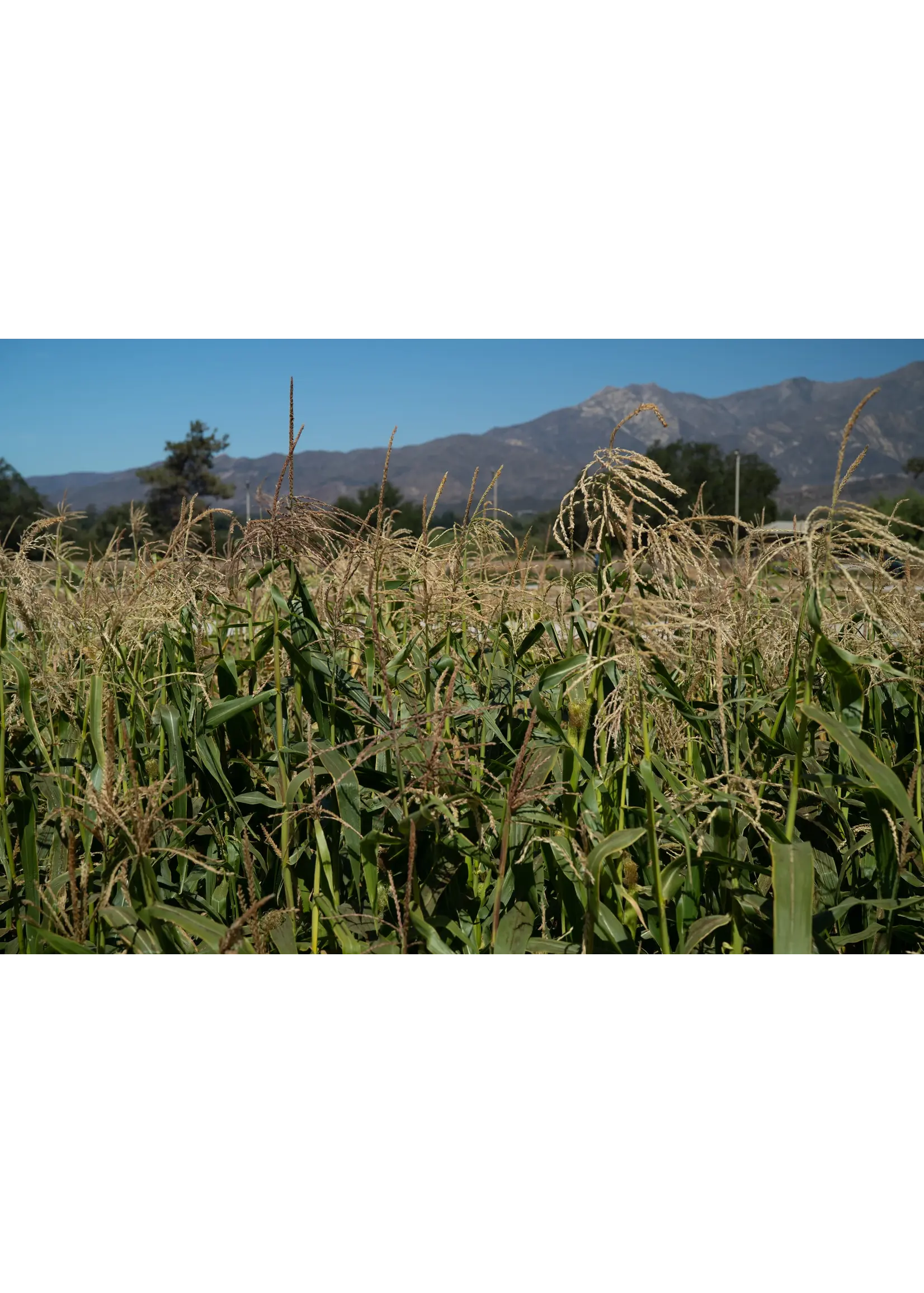 Plant Good Seed Company Corn Zanadoo Sweet Organic
