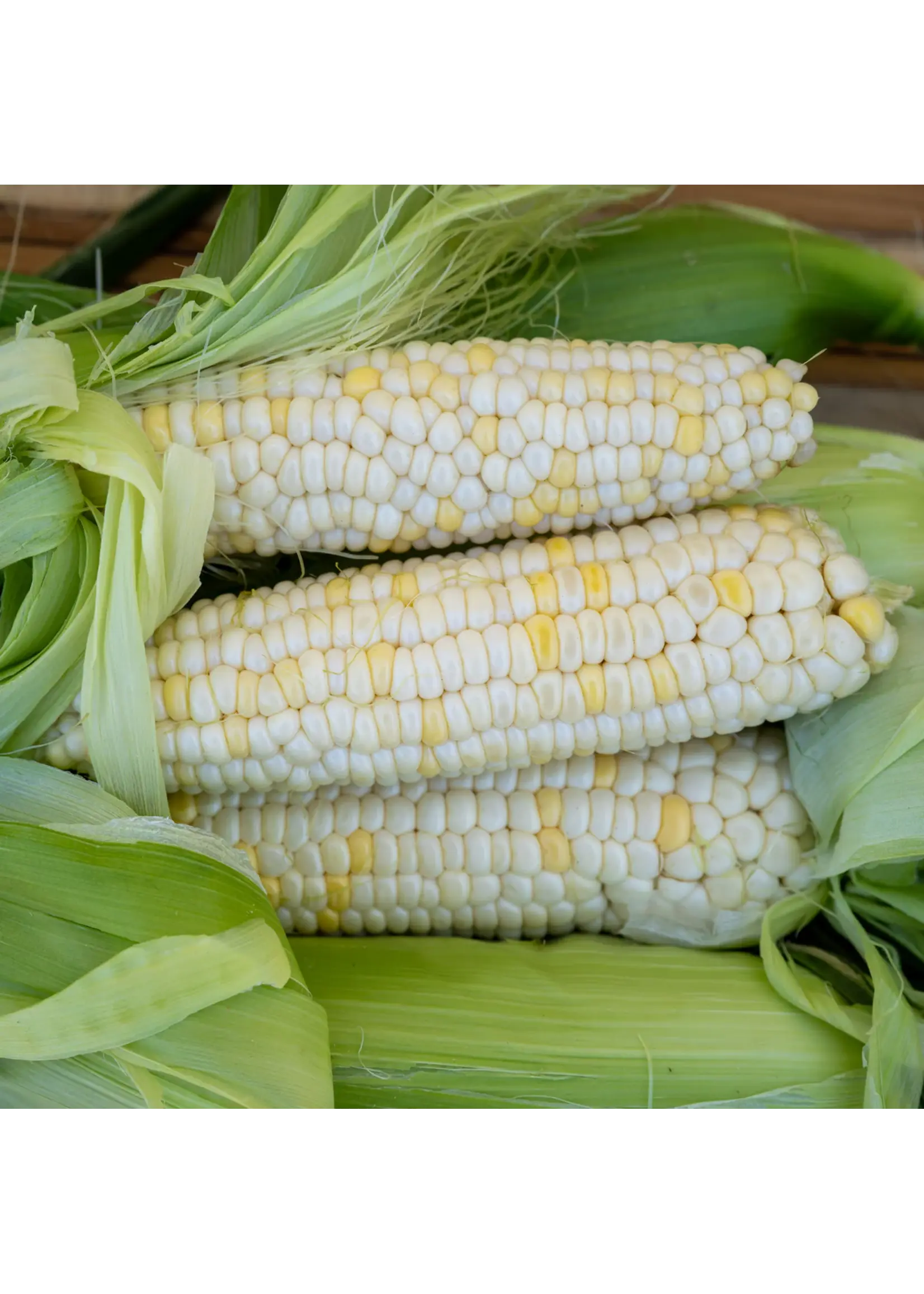 Plant Good Seed Company Corn Zanadoo Sweet Organic