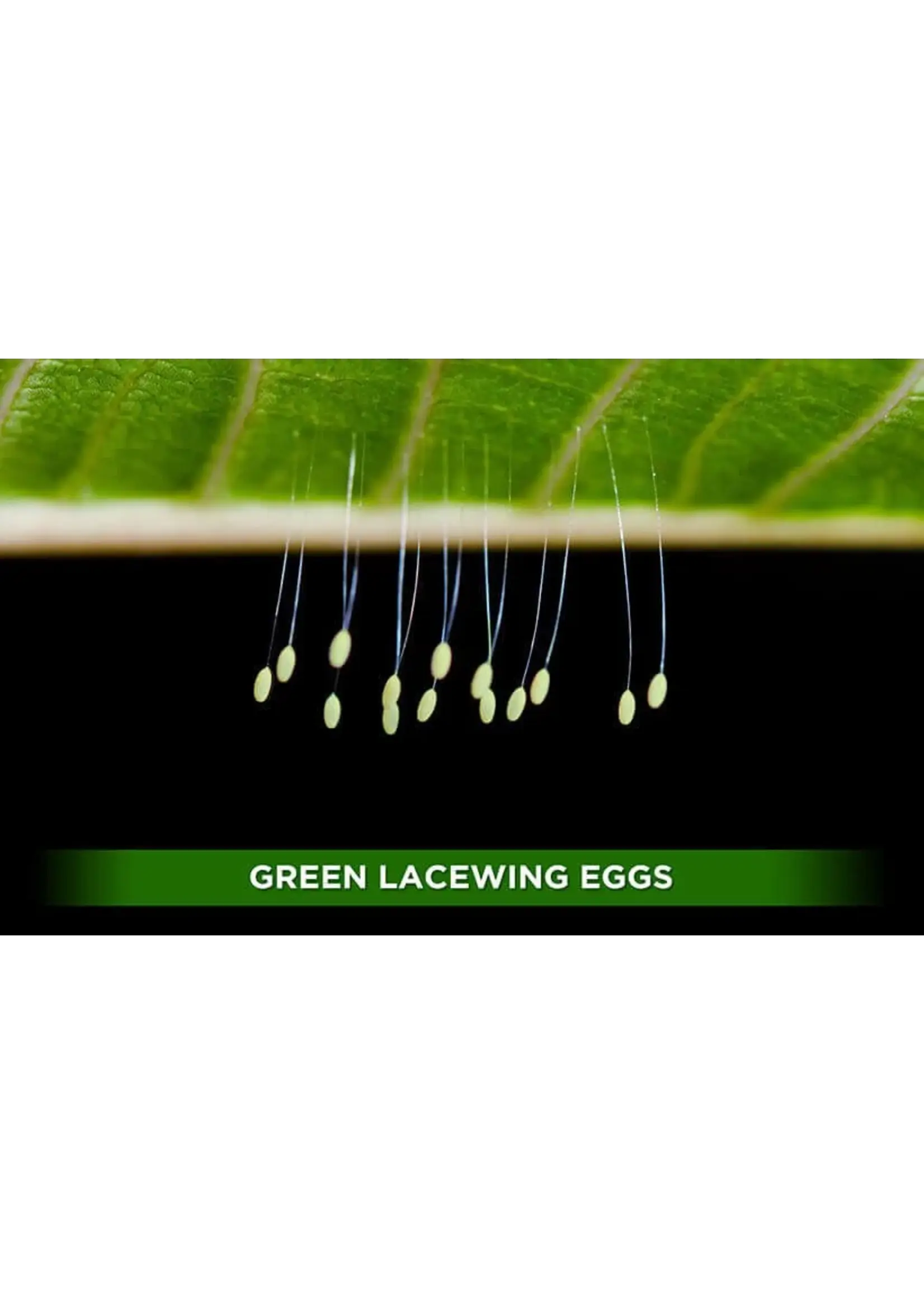 Orcon Green Lacewings 1000 Eggs FREE SHIPPING