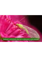 Orcon Green Lacewings 1000 Eggs