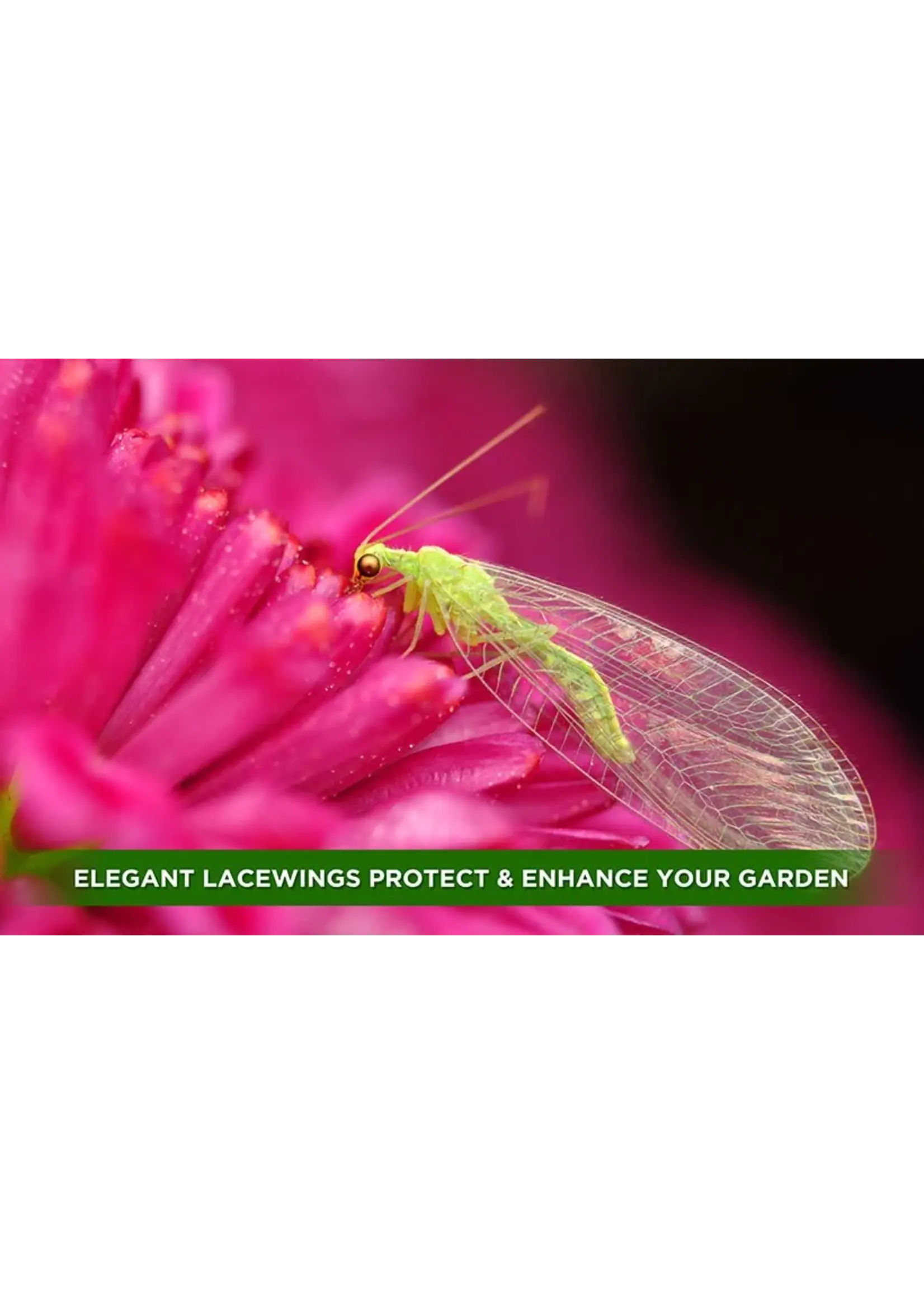 Orcon Green Lacewings 1000 Eggs FREE SHIPPING