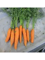 Redwood Seeds Carrot - Scarlet Nantes  Organic