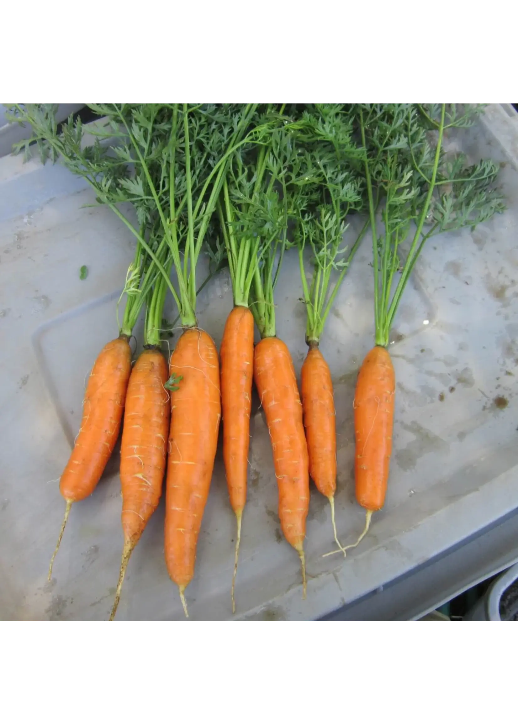 Redwood Seeds Carrot - Scarlet Nantes  Organic