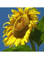 Redwood Seeds Sunflower - Russian Mammoth Organic