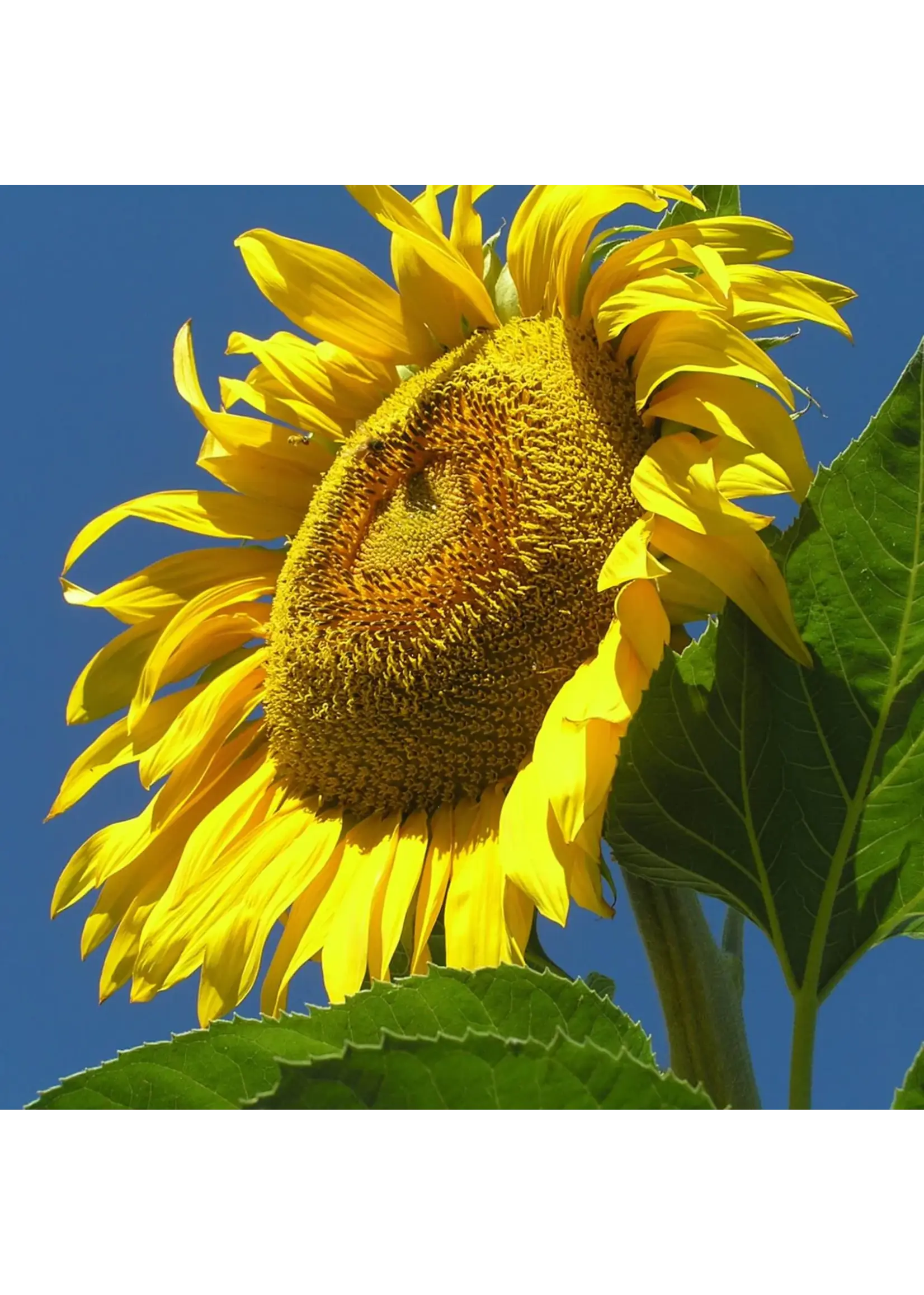 Quail Seeds Sunflower - Mammoth