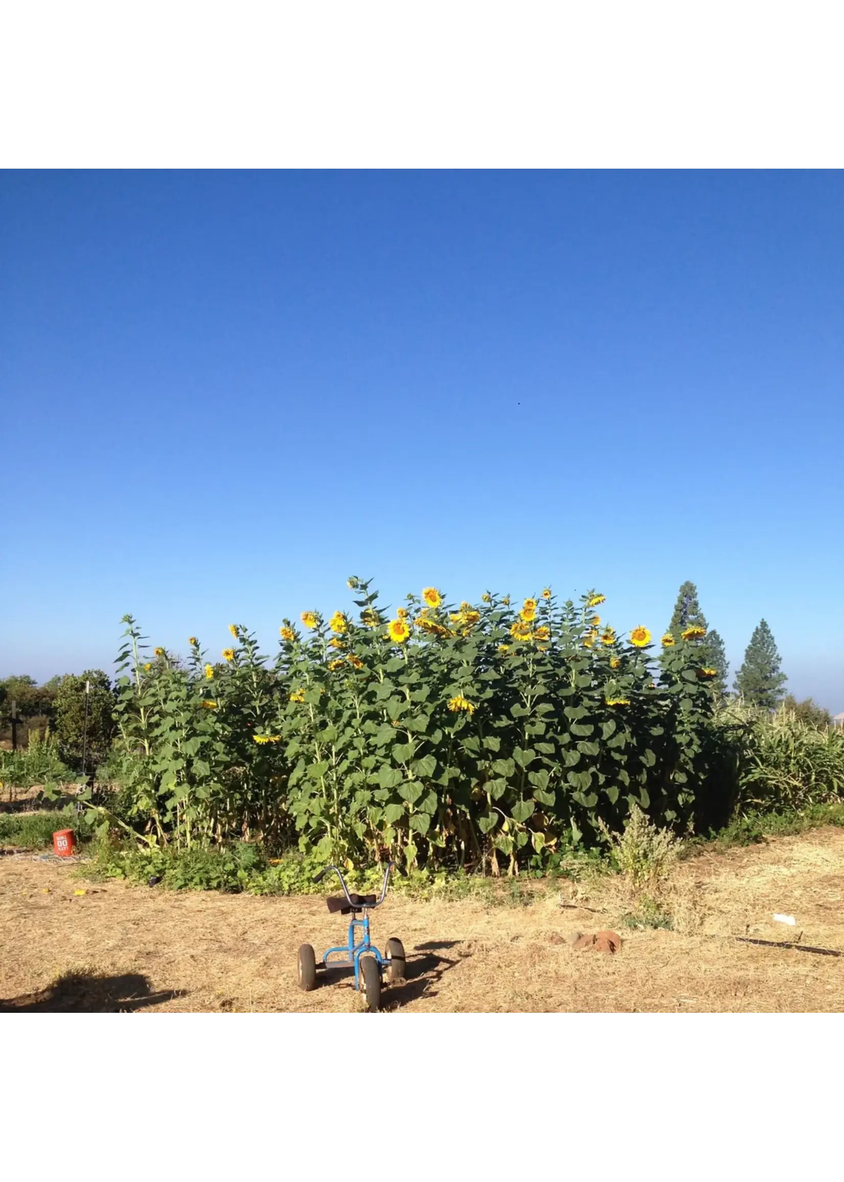 Quail Seeds Sunflower - Mammoth