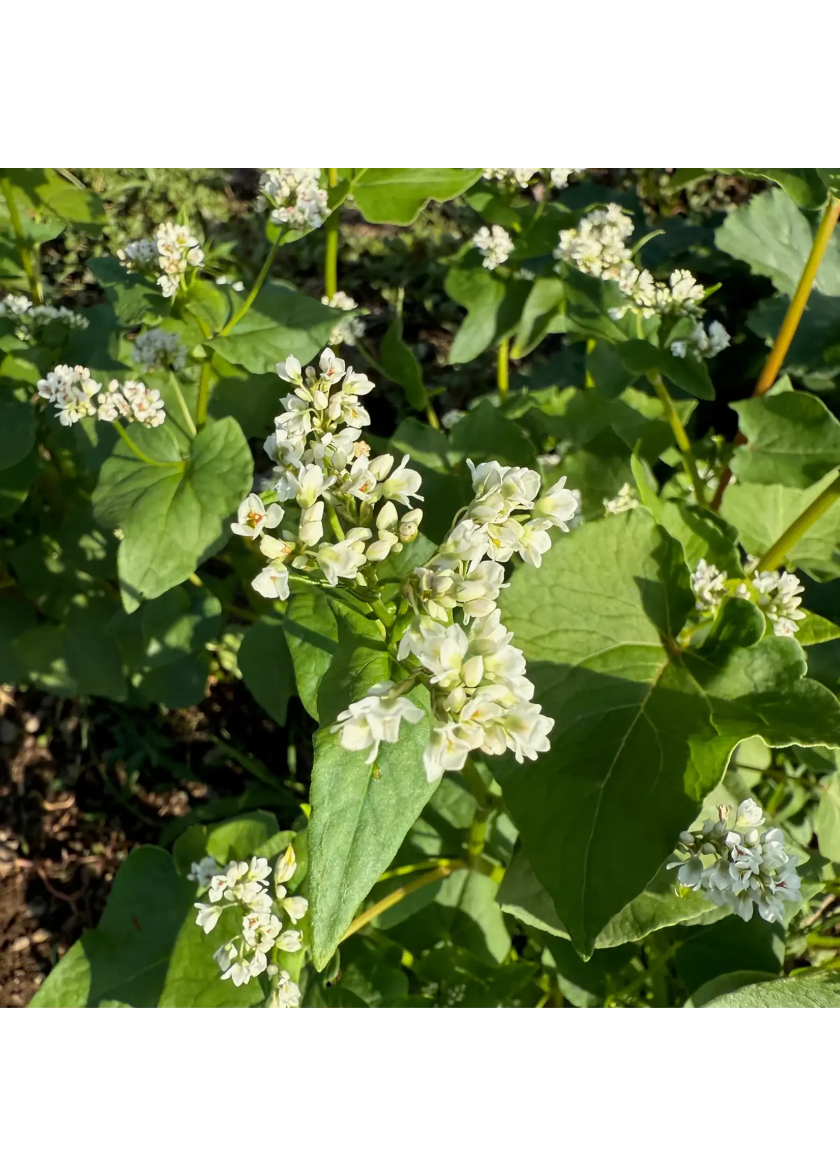 Plant Good Seed Company Buckwheat Organic Packet of 125 seeds